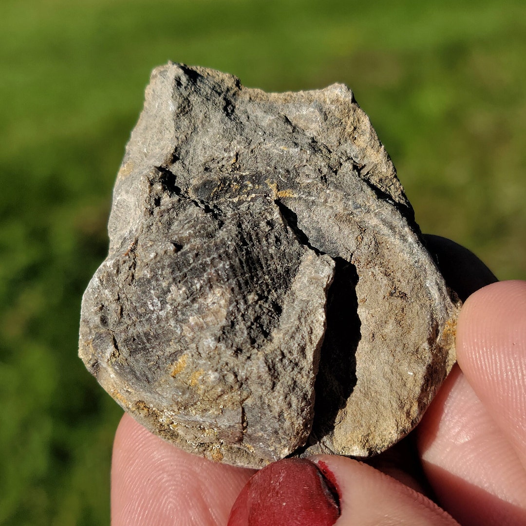 Large Brachiopod Fossil, Devonian Limestone, Aragonite Shell, Packstone ...