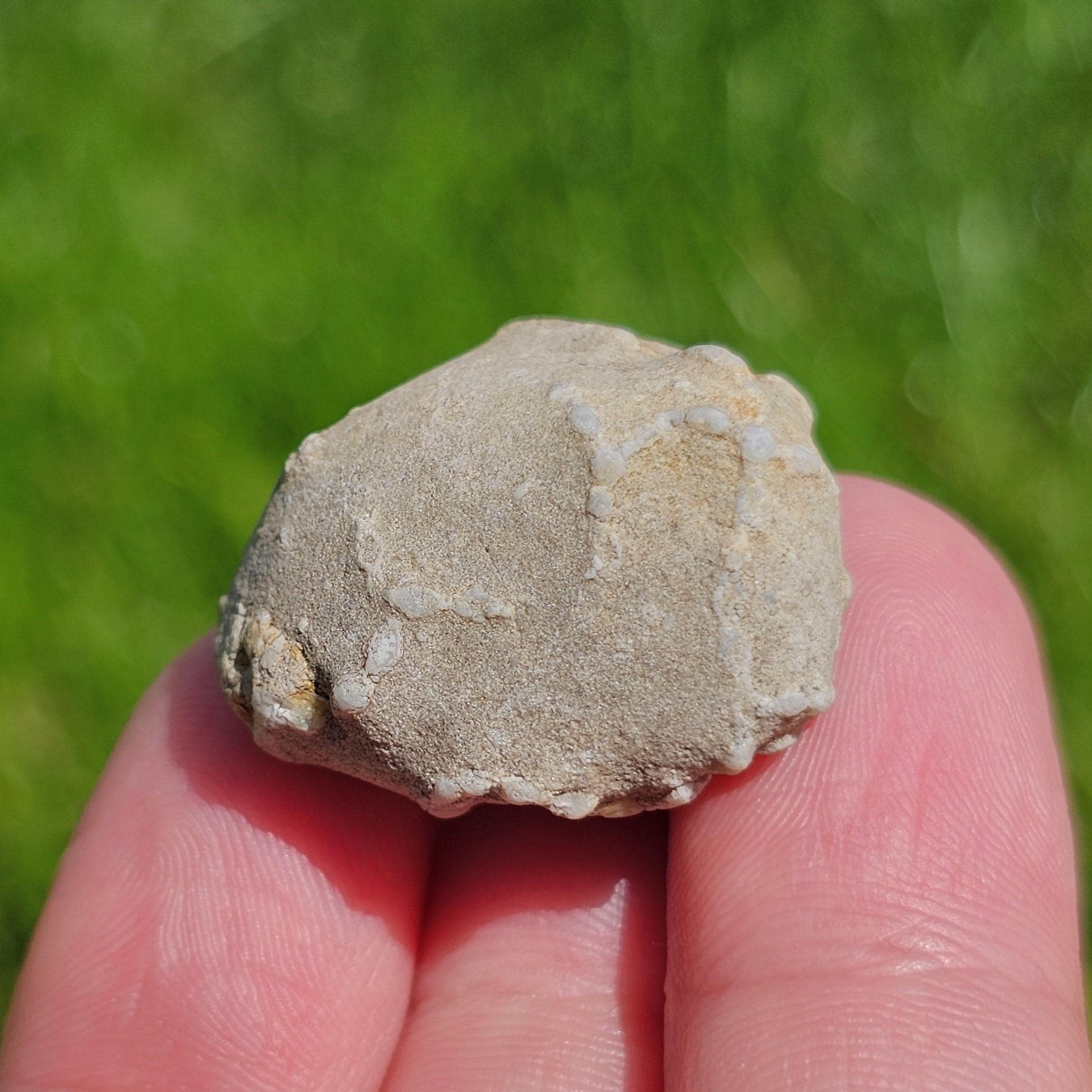 チェーンサンゴ化石、ハリサイト化石、石灰岩化石、板状サンゴ化石