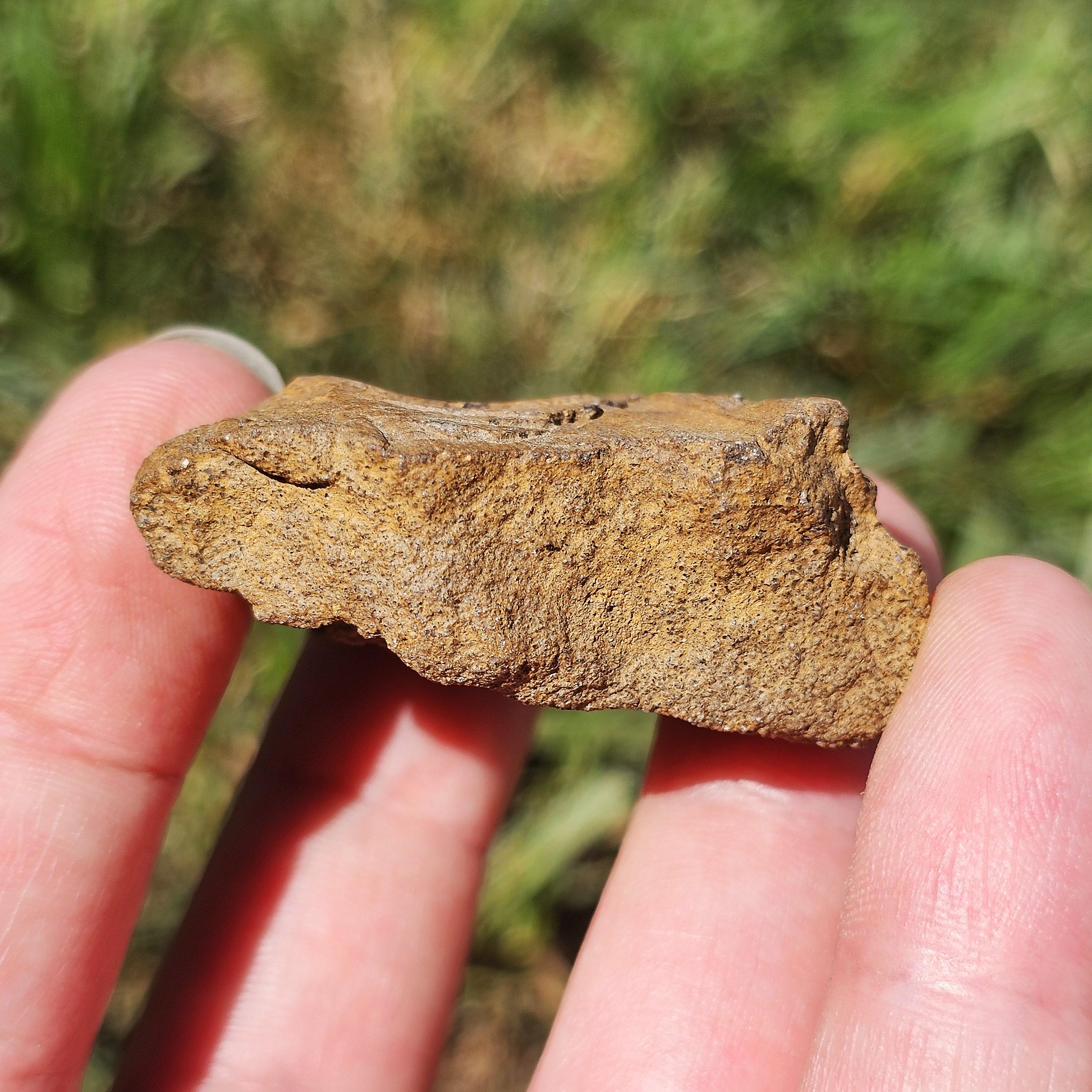 コルダイテス化石、古代針葉樹の葉の化石、泥岩のコンクリーション