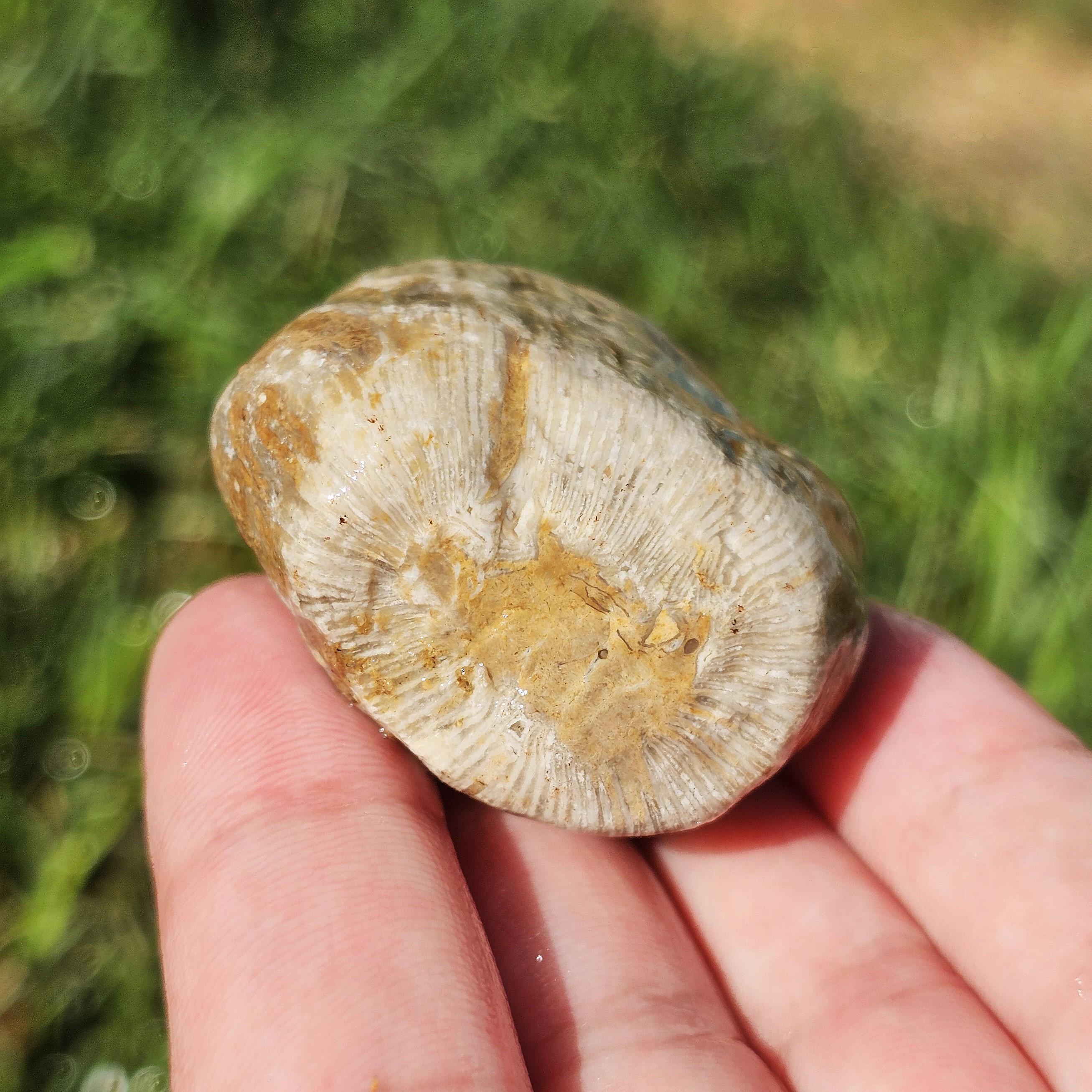 大きな珪化ルゴサ角サンゴ化石、クラドポーラサンゴ、化石石灰岩