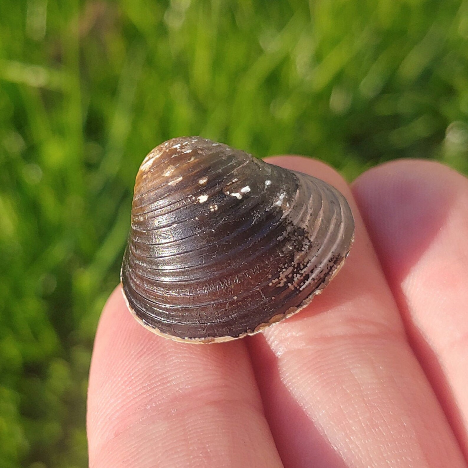 Small Whole River Clam Shell Mollusc Not Attached About 3g Etsy
