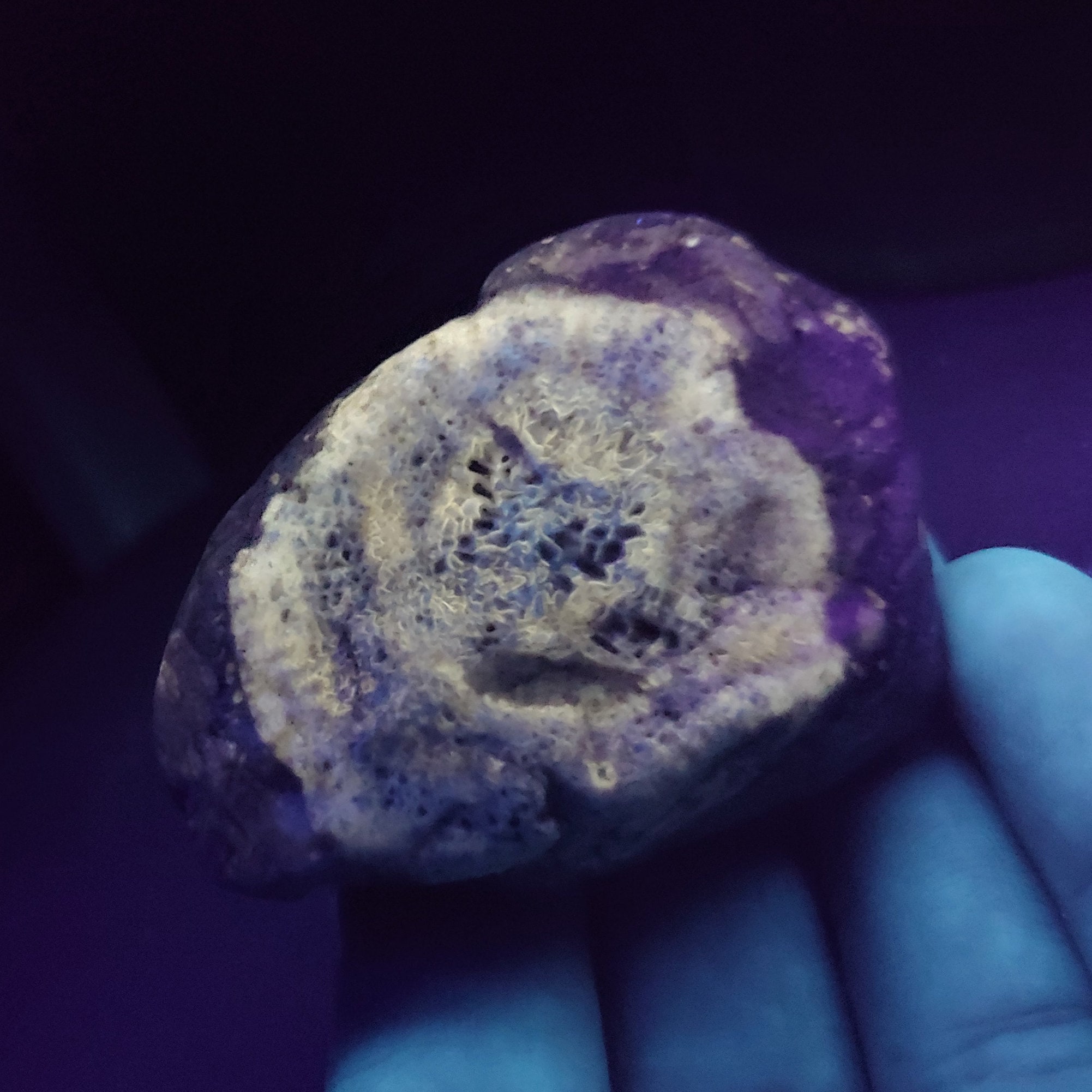 ルゴサ角サンゴ化石、ウミユリ石灰岩、平らなサンゴ石灰岩スラブ、蛍光