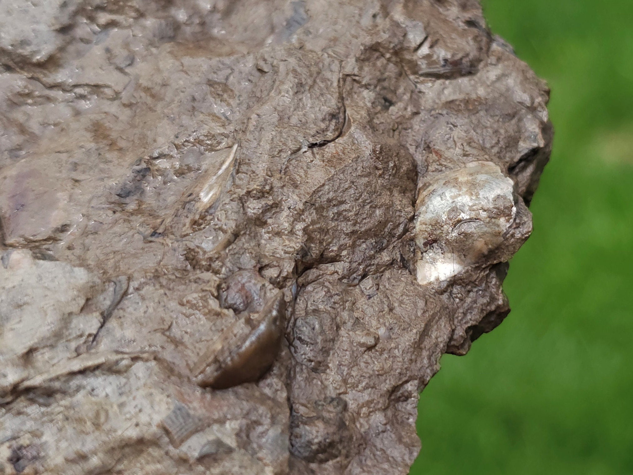 Brachiopod Fossils, Devonian Limestone, Mother of Pearl Shells W ...