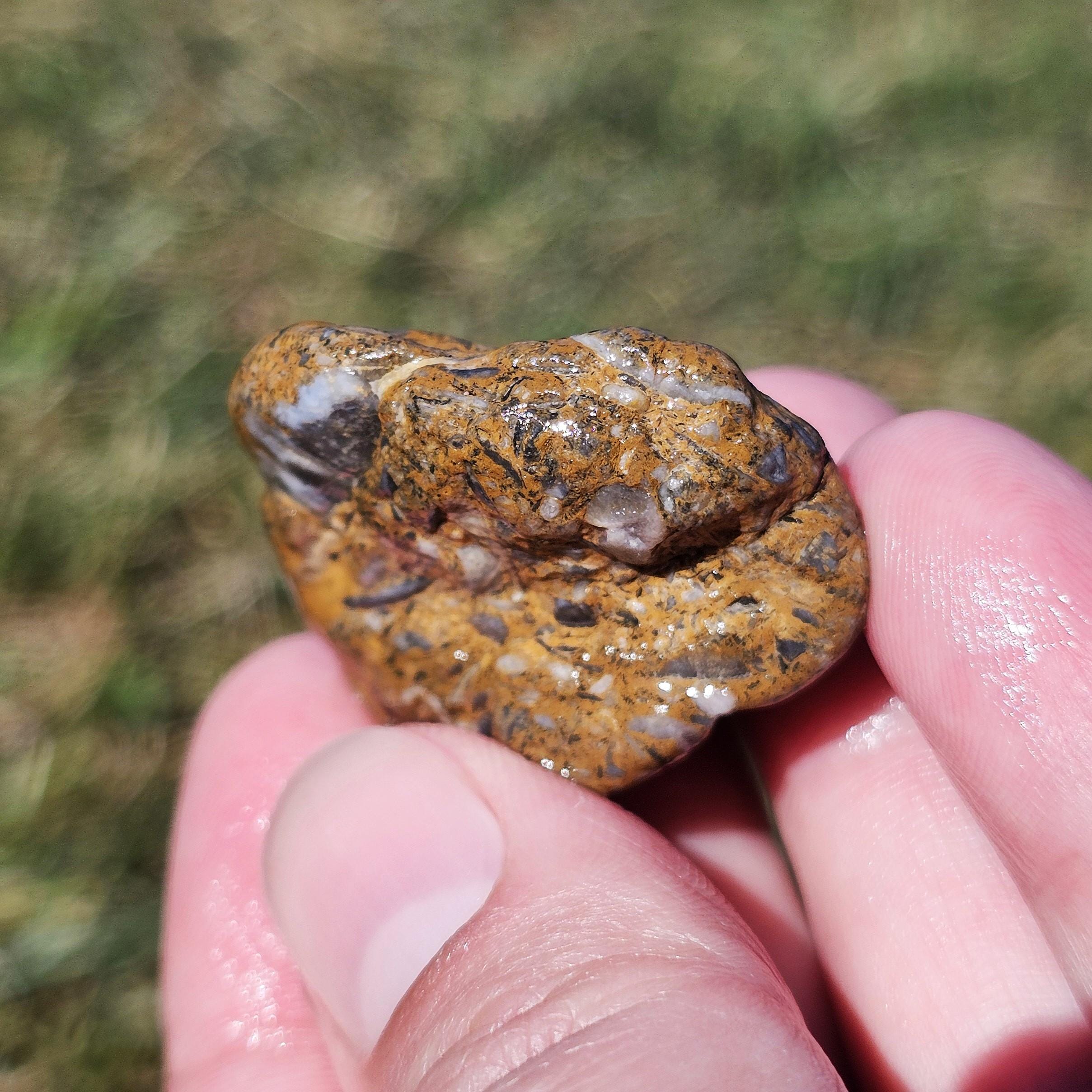 Michigan Rocks Fossils Shell Fish Abundant Brachiopod Shell Fossils, Crinoidal Limestone, Packstone ...
