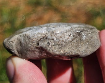 ルゴサ角サンゴ化石、ウミユリ石灰岩、平らなサンゴ石灰岩スラブ、蛍光