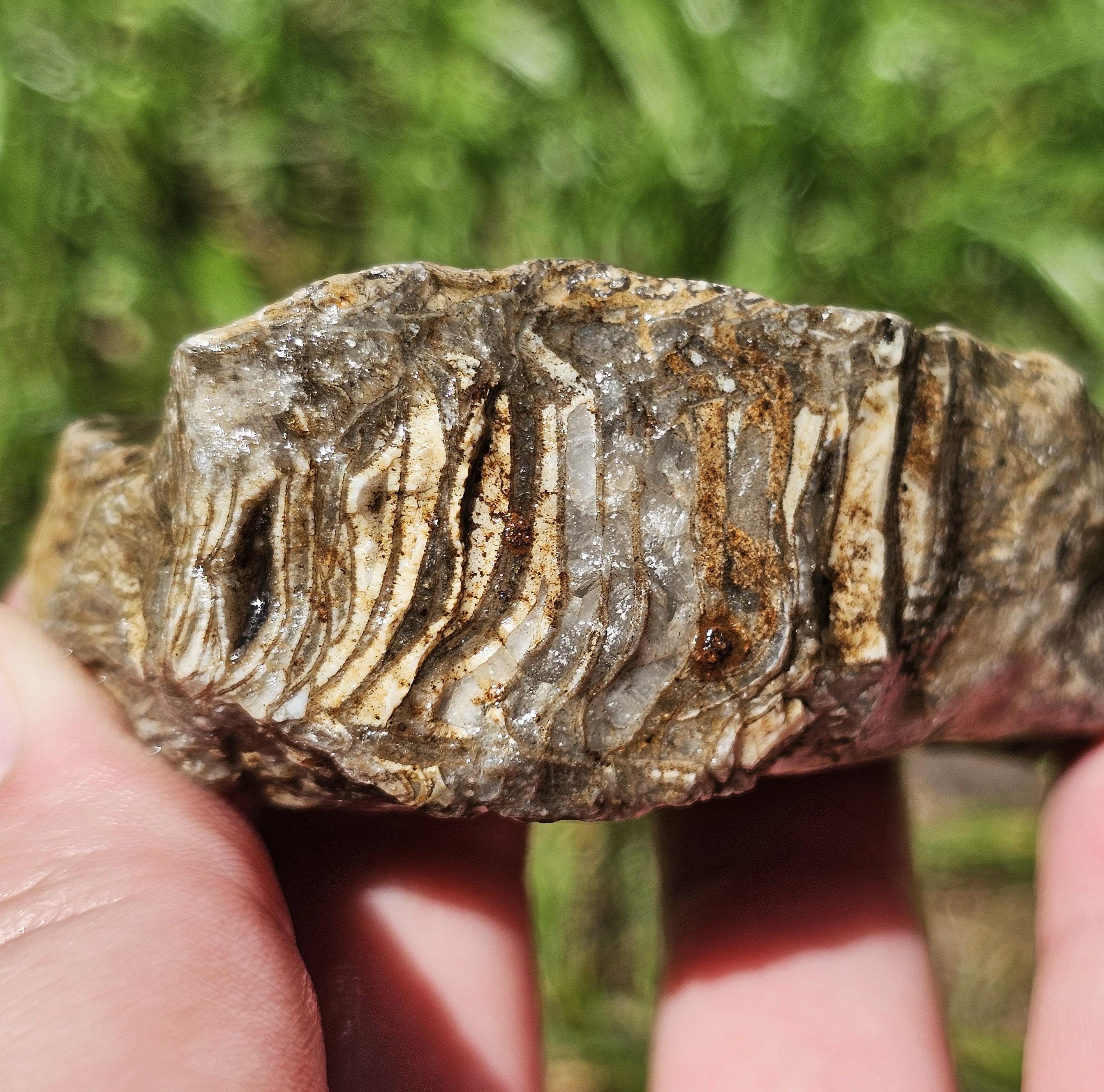 Cilisified Rocks Large Silicified Rugosa Horn Coral Fossil, Clam Fossil, Fossiliferous ...