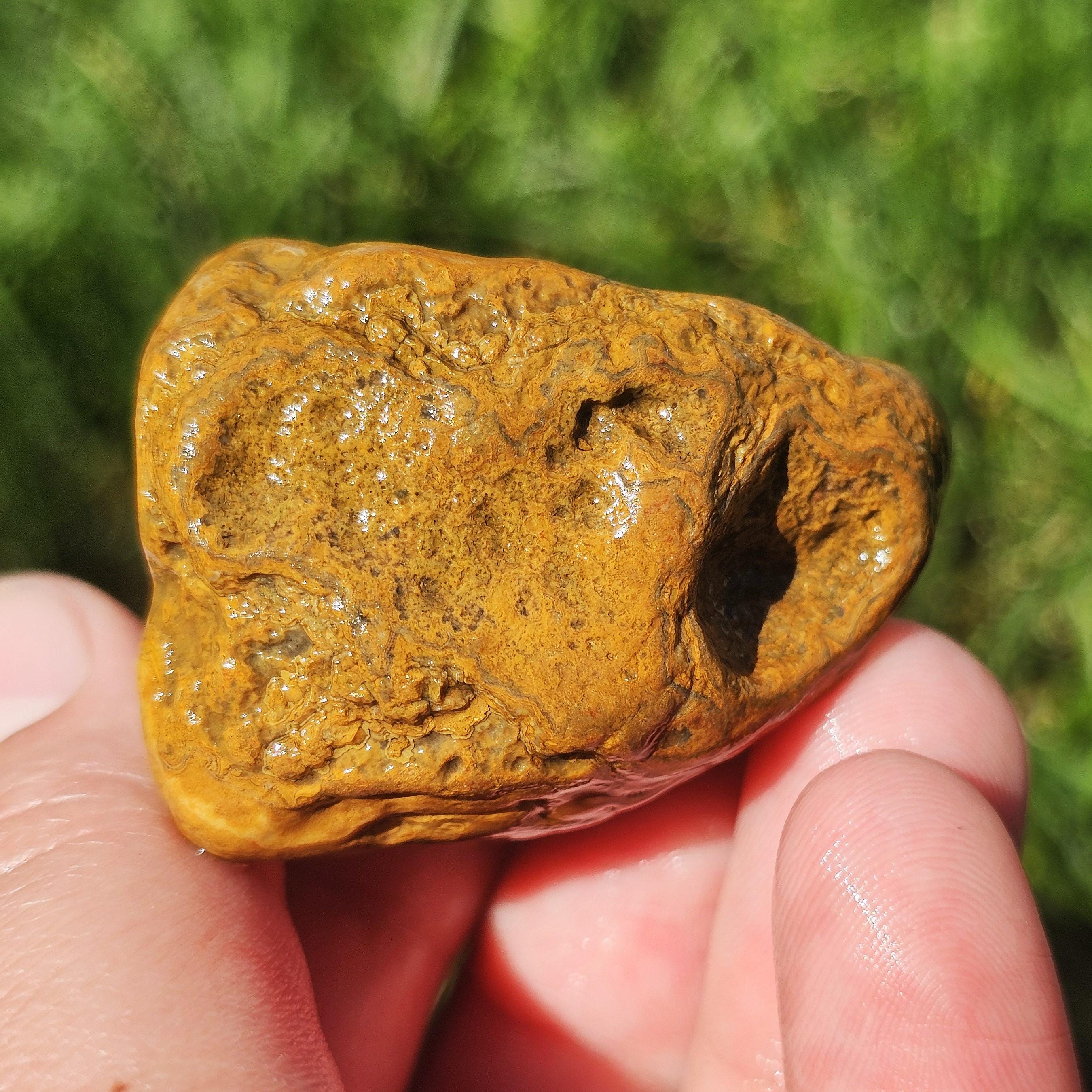 Arkansas Crowley Ridge Agate, Quartz Middle, Stromatolite Fossil