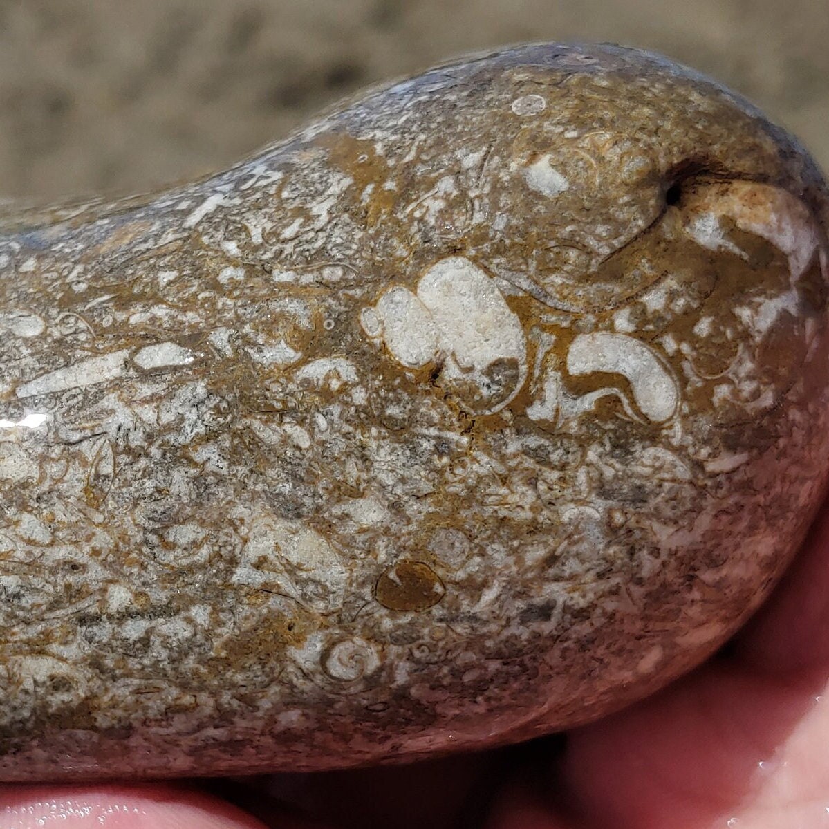 腹足類および腕足類の殻の化石、古代の軟体動物の殻、化石石灰岩