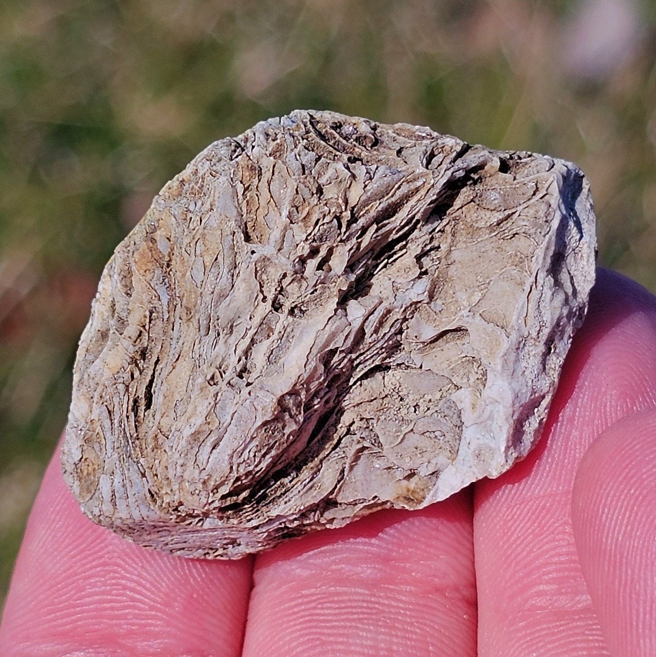 珪化ルゴサ角サンゴ化石、サンゴ断面化石、リモナイト酸化、ミシガン