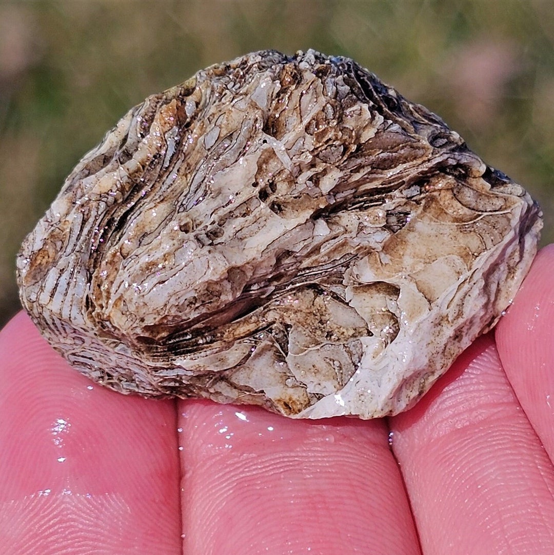 珪化ルゴサ角サンゴ化石、サンゴ断面化石、リモナイト酸化、ミシガン