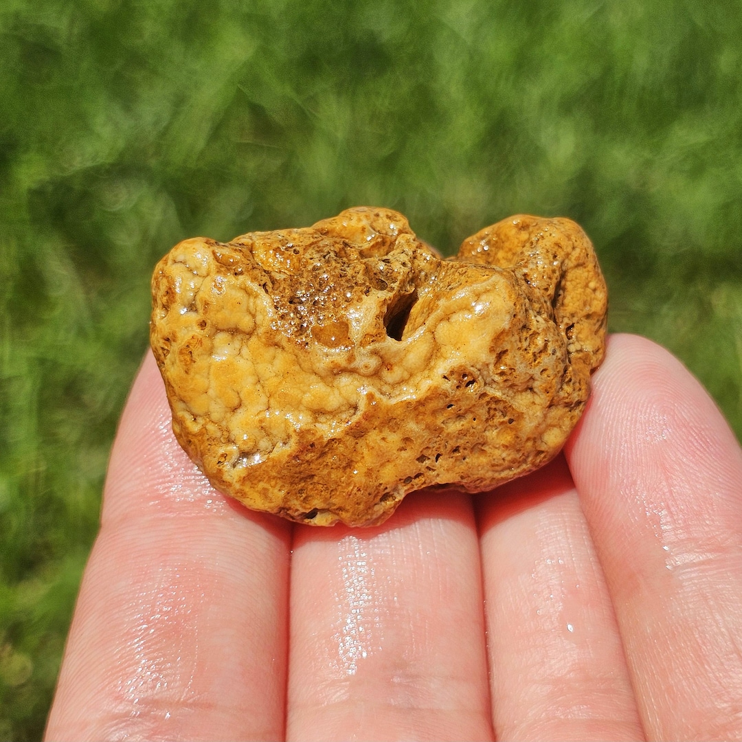 Botryoidal Arkansas Crowley Ridge Agate, Stromatolite Fossil
