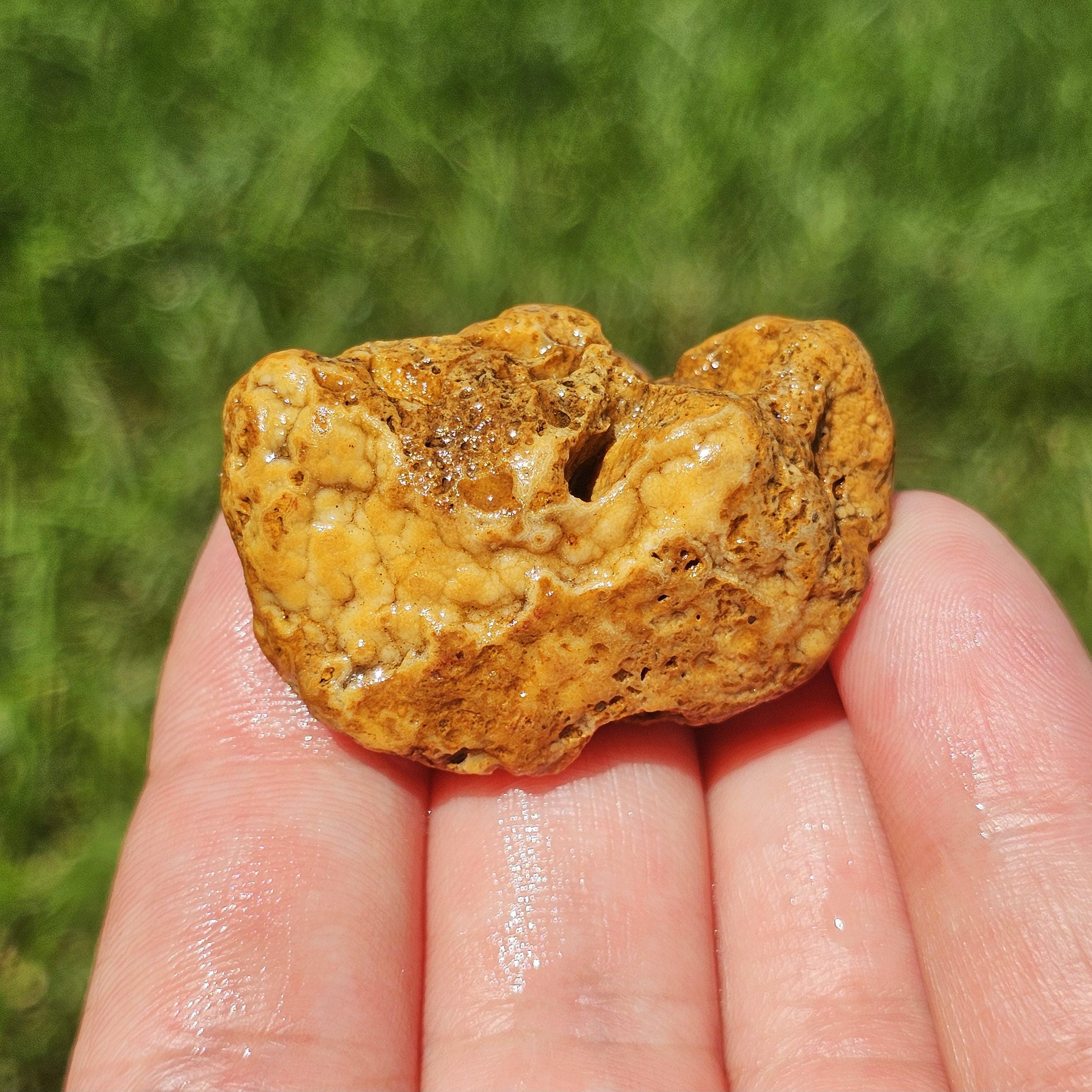 Botryoidal Arkansas Crowley Ridge Agate, Stromatolite Fossil