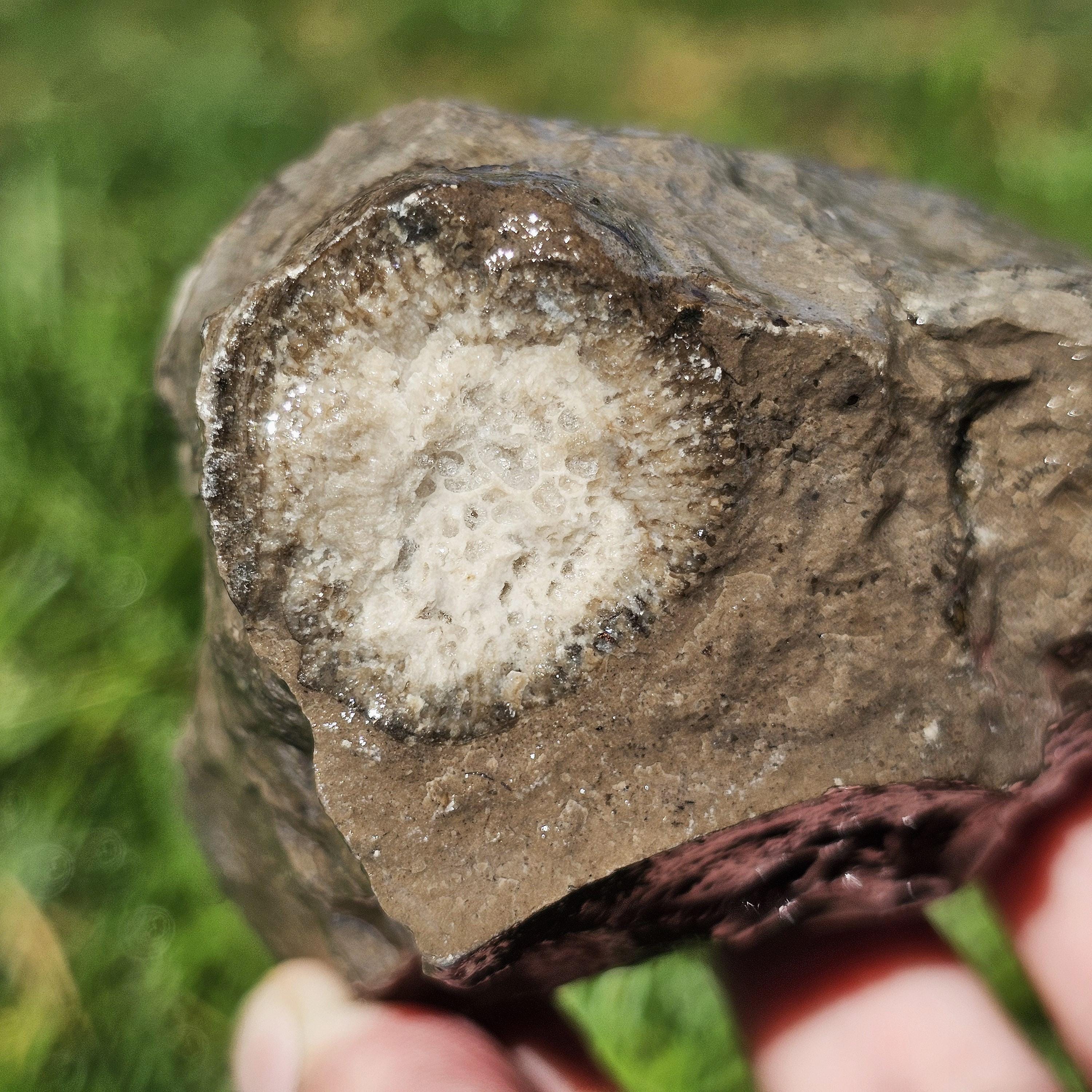Devonian Limestone Fossil, Rugosa Horn Coral, W Cladopora