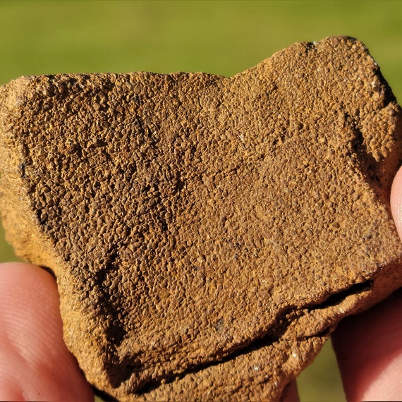 コルダイテス化石、古代針葉樹の葉の化石、泥岩のコンクリーション