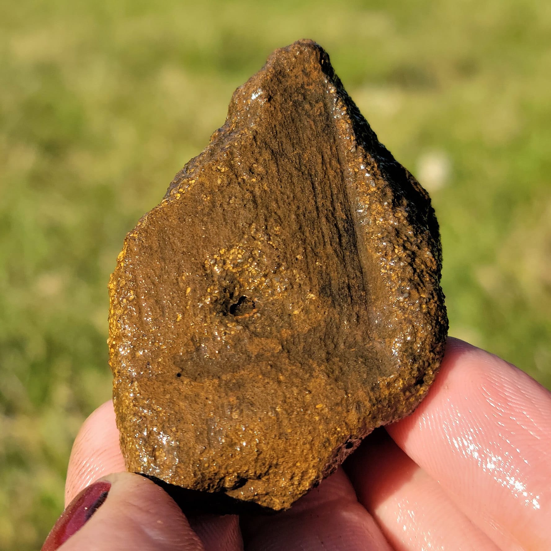 カラミテス化石、先史時代のスギナの茎の化石、泥岩の団塊