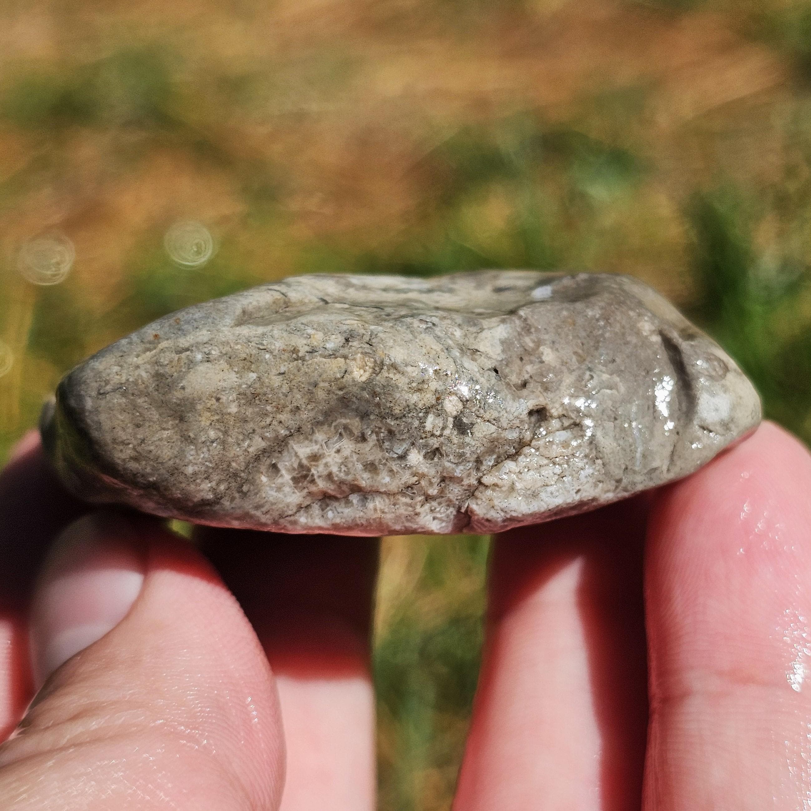 ルゴサ角サンゴ化石、ウミユリ石灰岩、平らなサンゴ石灰岩スラブ、蛍光