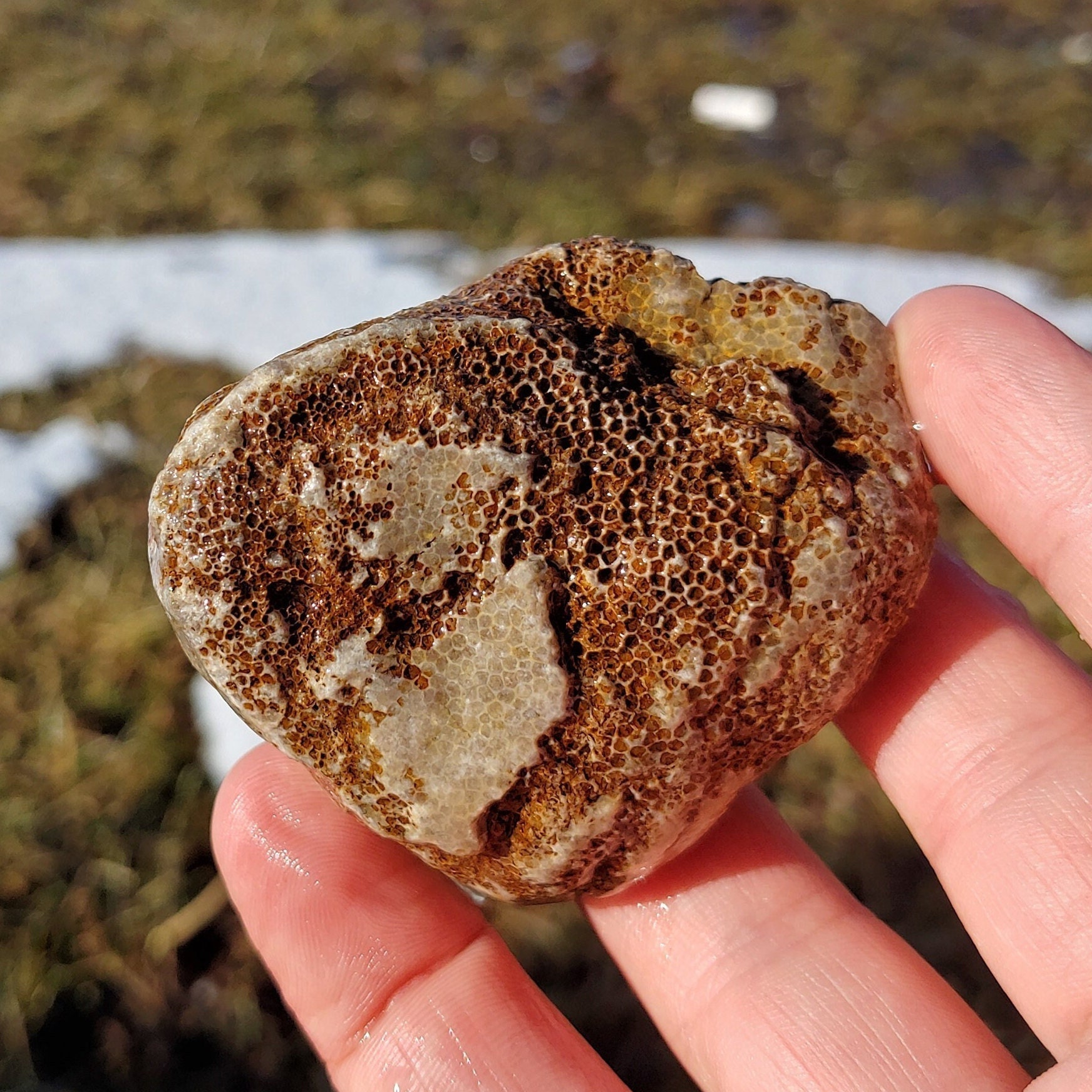 Large Whole Charlevoix Stone, Favosites Coral Fossil, Honeycomb