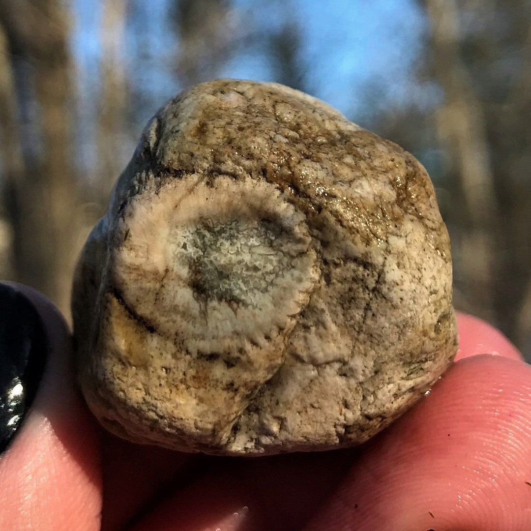 Silicified Horn Coral Fossil, Cherty Limestone With Quartz Druzy, Great ...