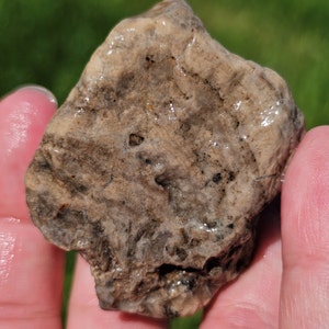 Silicified Stromatoporoid Sponge Fossil, Chalcedony Druzy, Paleozoic Rock, Lake Michigan Fossil, 71g, Raw Natural Unpolished