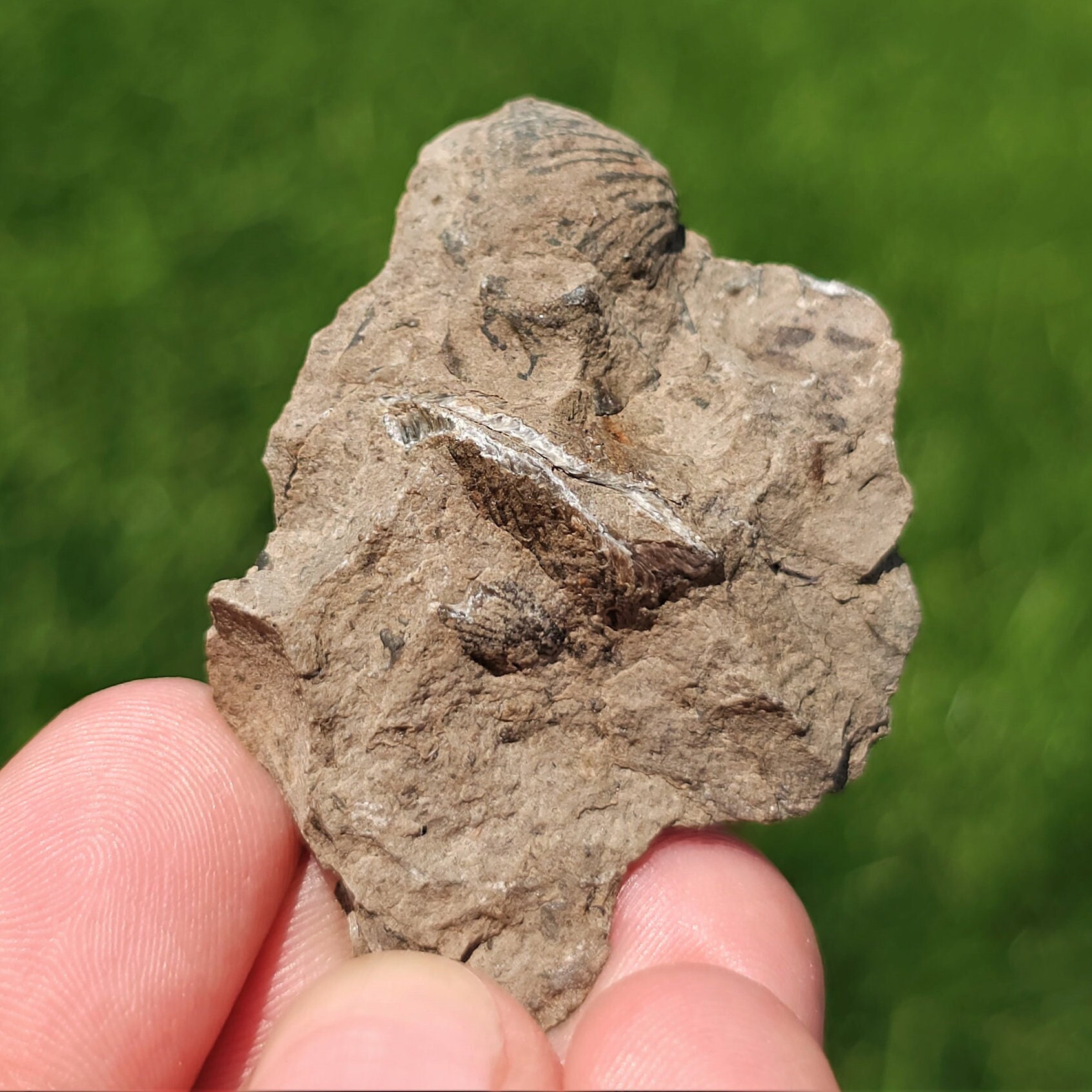 Brachiopod Fossils, Devonian Limestone, Lustrous Shells, Packstone ...