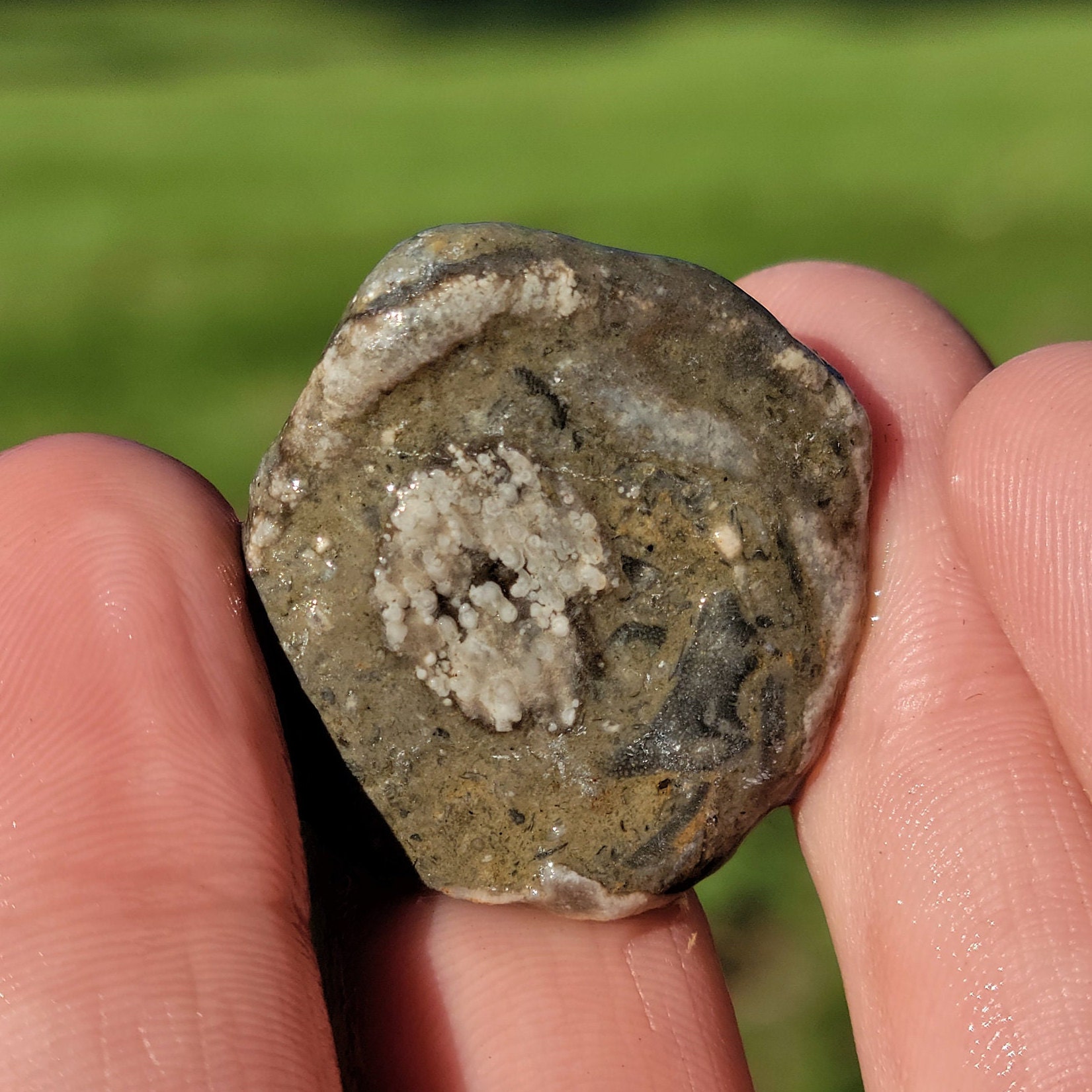 Michigan Rocks Fossils Shell Fish Brachiopod Shell Fossil, Full of Fossils, Cladopora Coral, Bryozoa ...