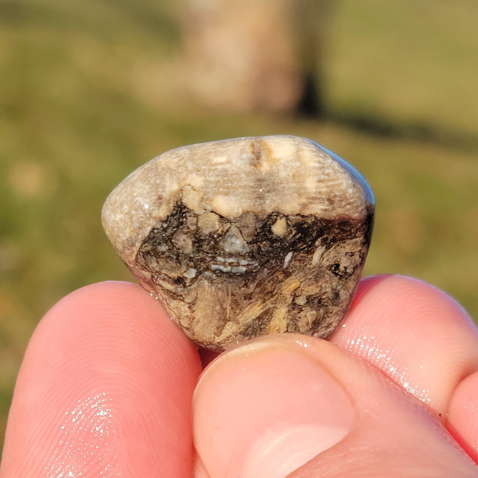 コンパクト化石石灰岩、ルゴサ角サンゴ2個、枝分かれしたクラドポーラ