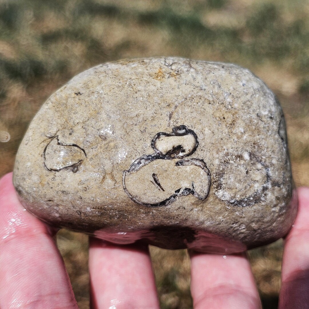Michigan Rocks Fossils Shell Fish Gastropod Shell Fossil, Ancient Mollusk Shell, Crinoid Limestone, Coral ...