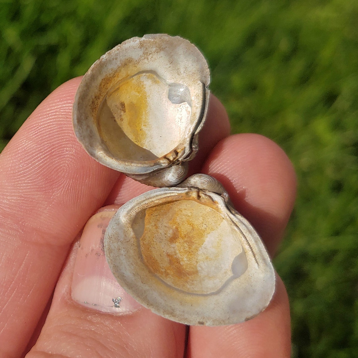 Small Whole River Clam Shell Mollusc Not Attached About 3g Etsy