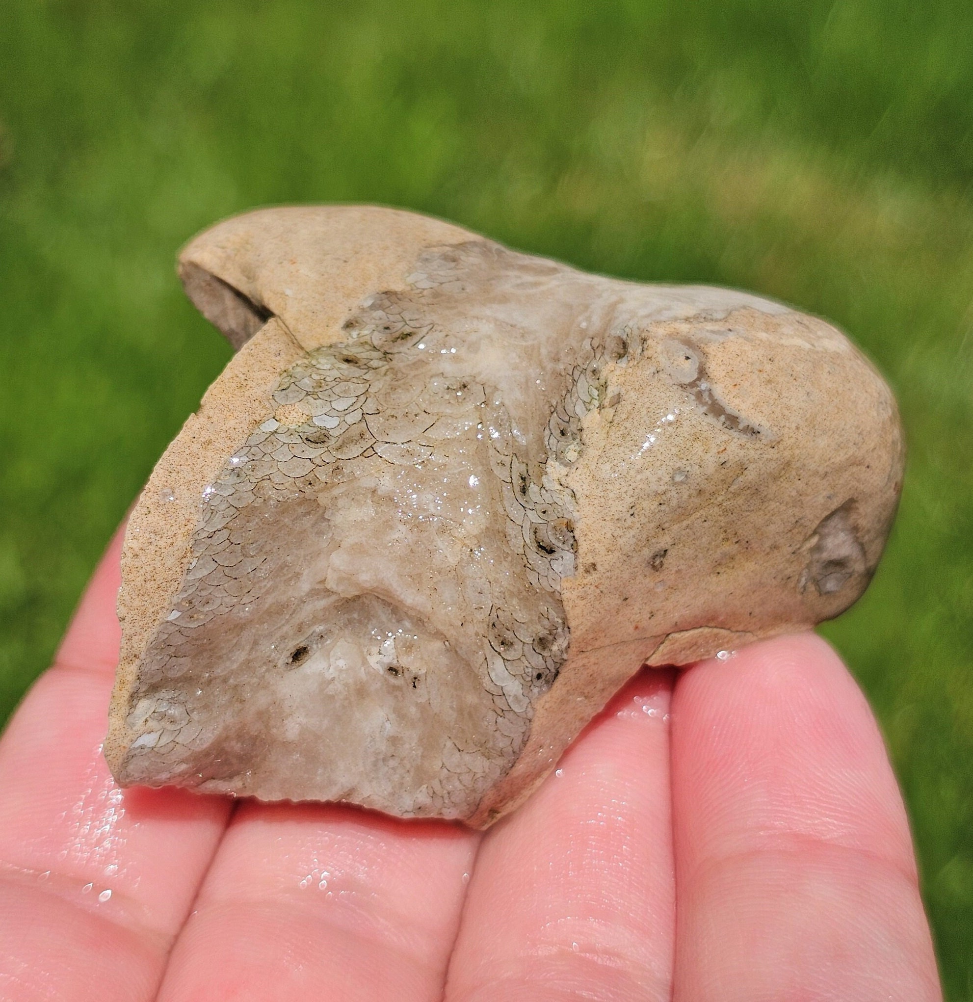 中国 雲南省産 サンゴ化石 希少 大型 大型のCystiphylloides Americanum角サンゴ化石、希少なサンゴ化石