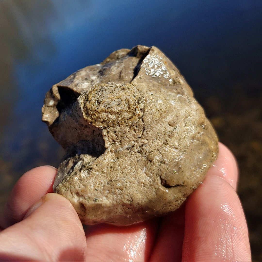 Michigan Rocks Fossils Shell Fish Cystiphylloides Americanum Horn Coral, Gastropod Shell Fossil, Rare ...