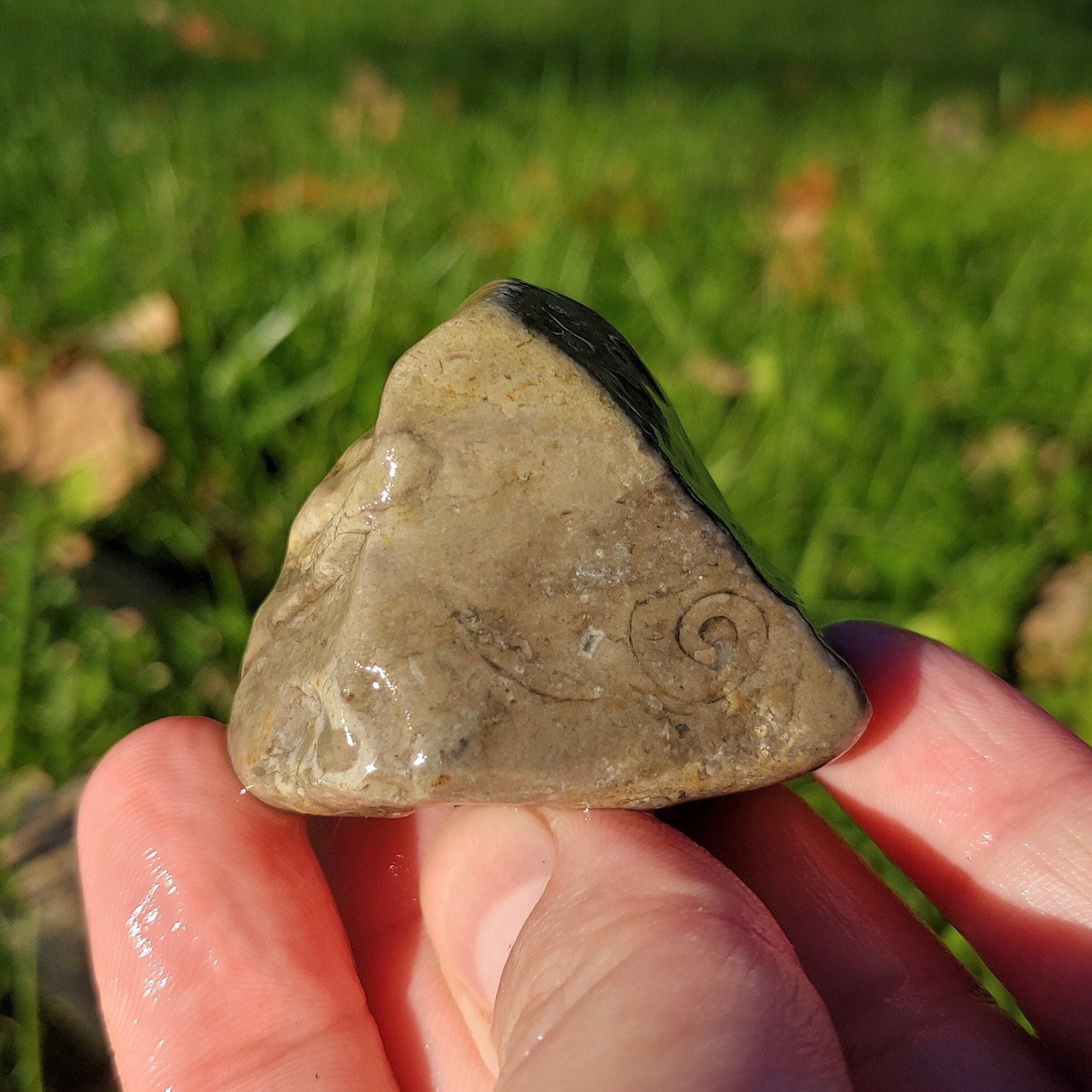 Swirled Gastropod Shell, Ancient Mollusk Shell, Stromatopora Sponge, Crinoidal Limestone, Lake Michigan Fossil, 60g, Raw Natural Unpolished