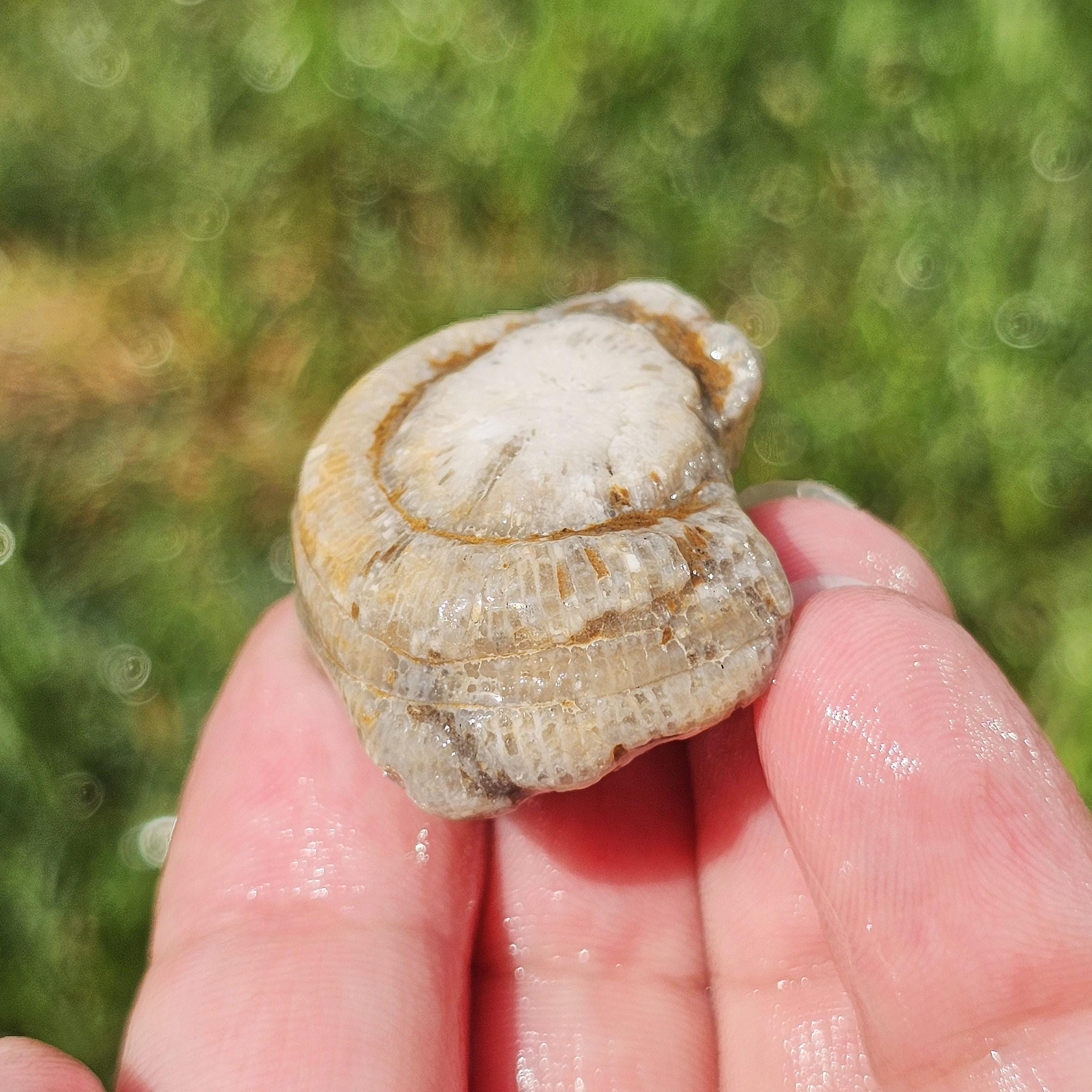 Whole Rugosa Horn Coral Fossil, Ridged Nodes, Crinoidal Limestone