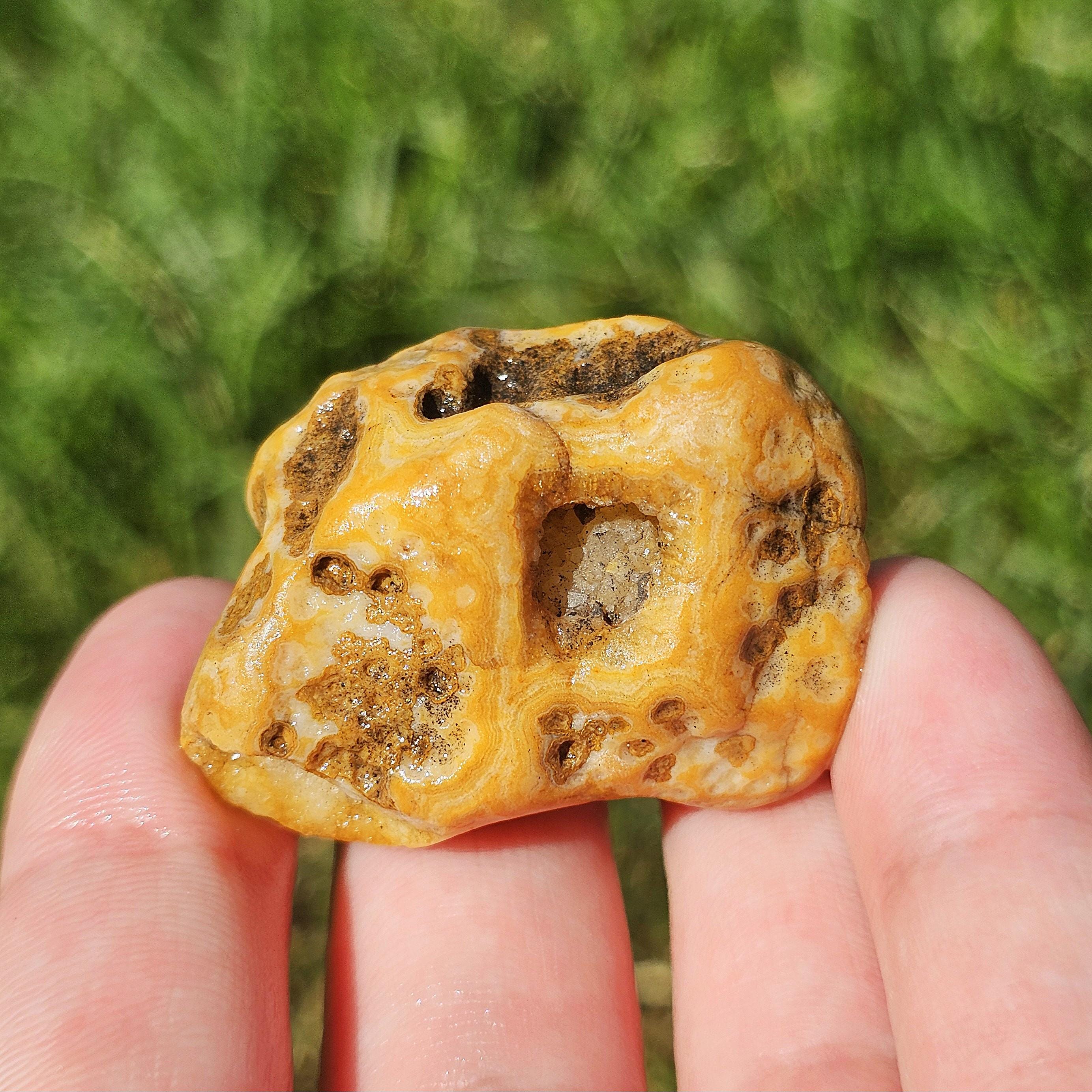 Druzy Arkansas Crowley Ridge Agate, Stromatolite Fossil