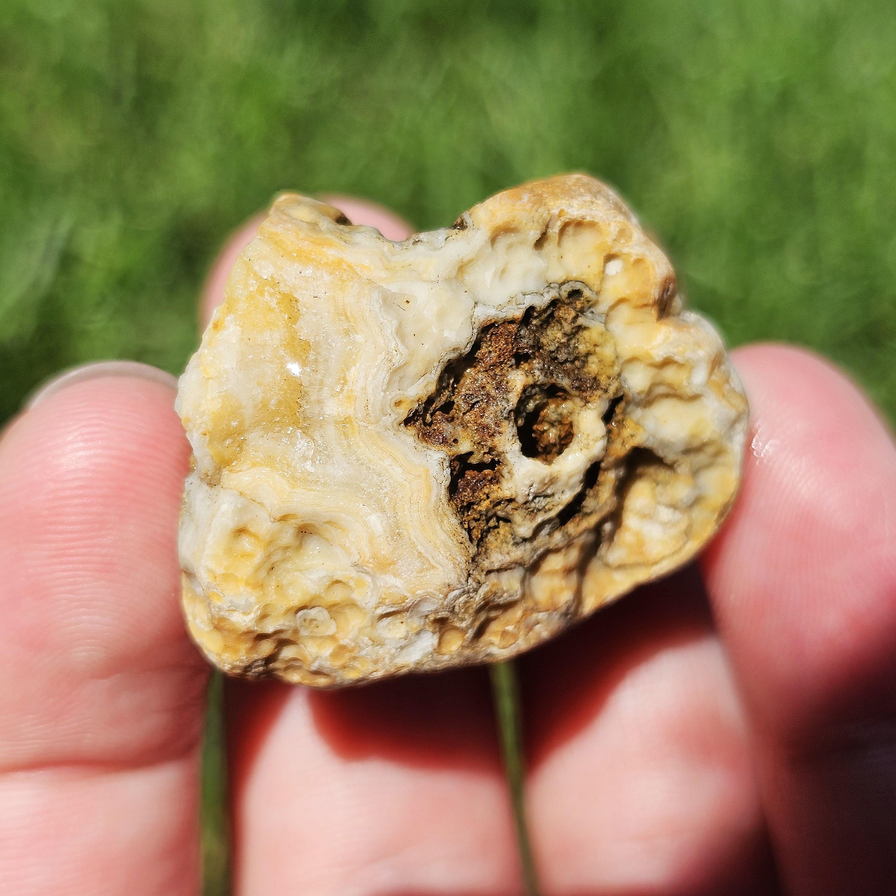 Arkansas Crowley Ridge Agate, Quartz Druzy, Stromatolite Fossil