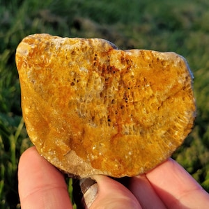 Charlevoix Stone, Favosites Coral Fossil, Ordovician Fossil, Limonite, Fluorescent, Great Lake Huron Michigan, 4oz, Raw Natural Unpolished