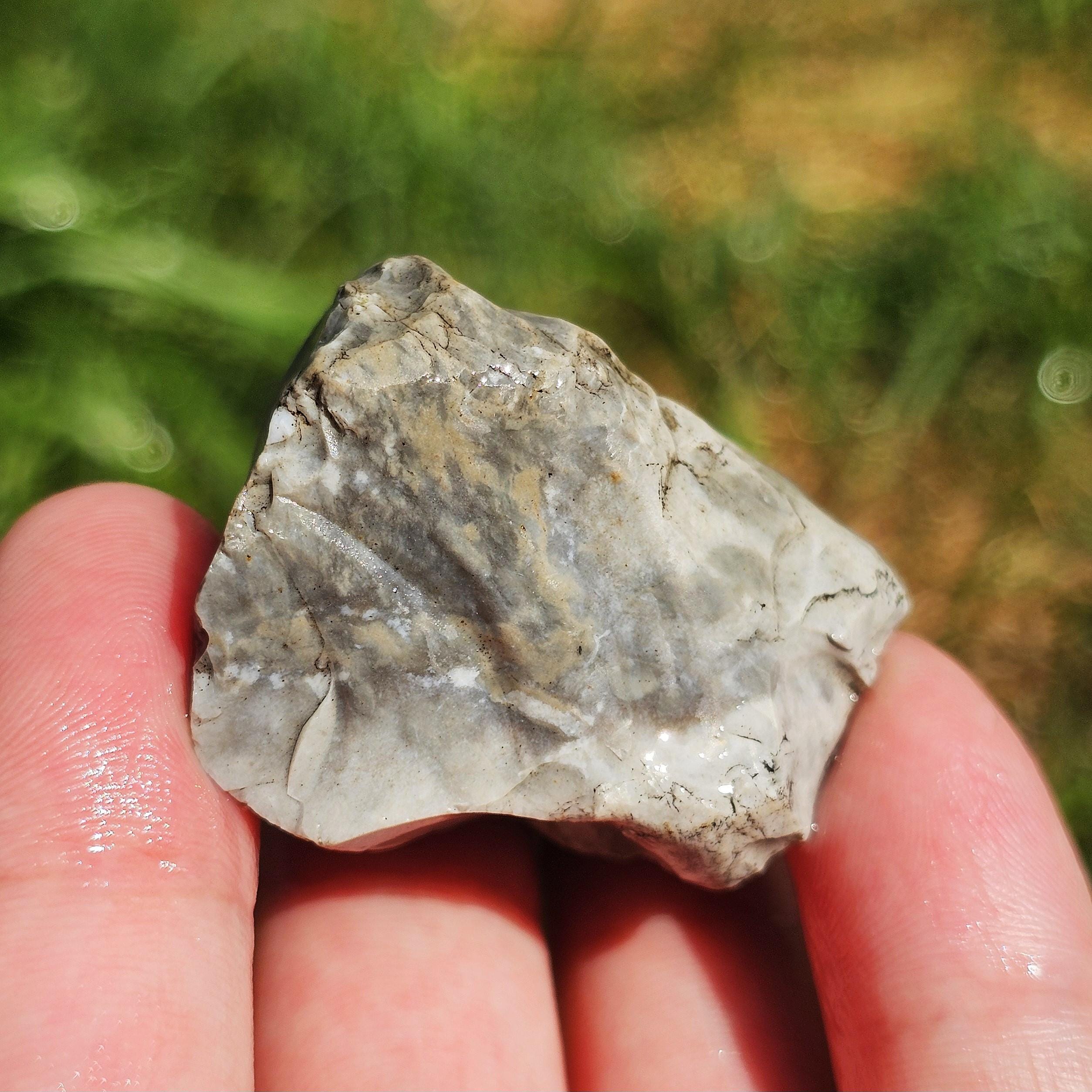 Fossiliferous Chert Rock, Fossil Flint, Crinoid Fossils, Limestone