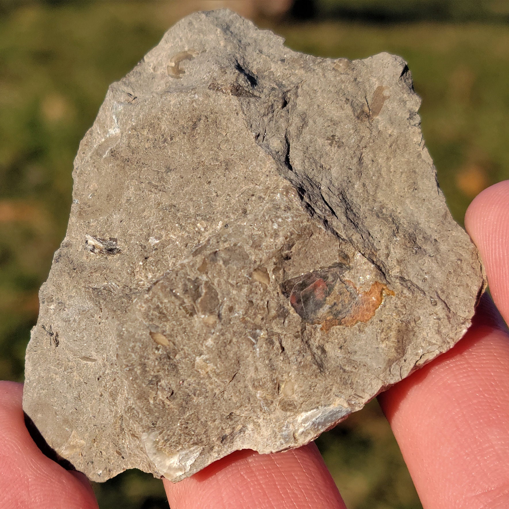 Brachiopod Fossils, Devonian Limestone, Lustrous Red-orange Shells ...