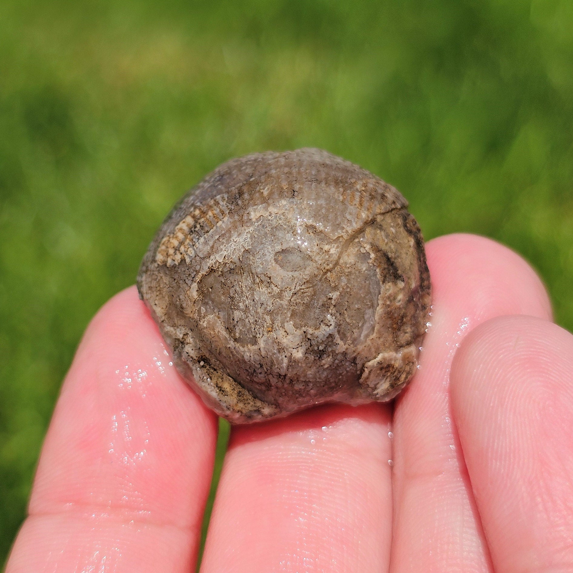 Brachiopod Fossil, Devonian Limestone, Full of Calcite, Lustrous Shell ...