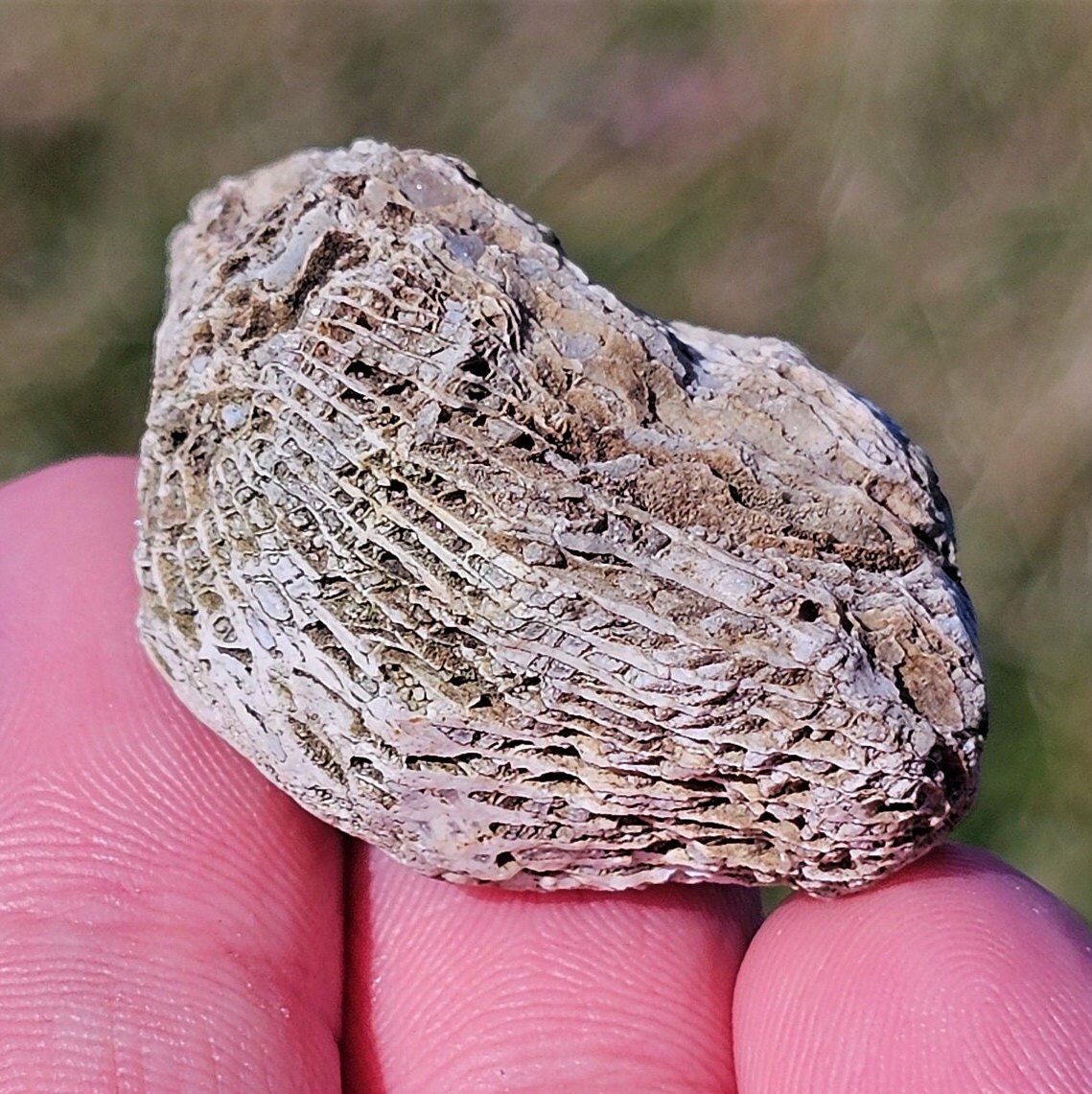 珪化ルゴサ角サンゴ化石、サンゴ断面化石、リモナイト酸化、ミシガン