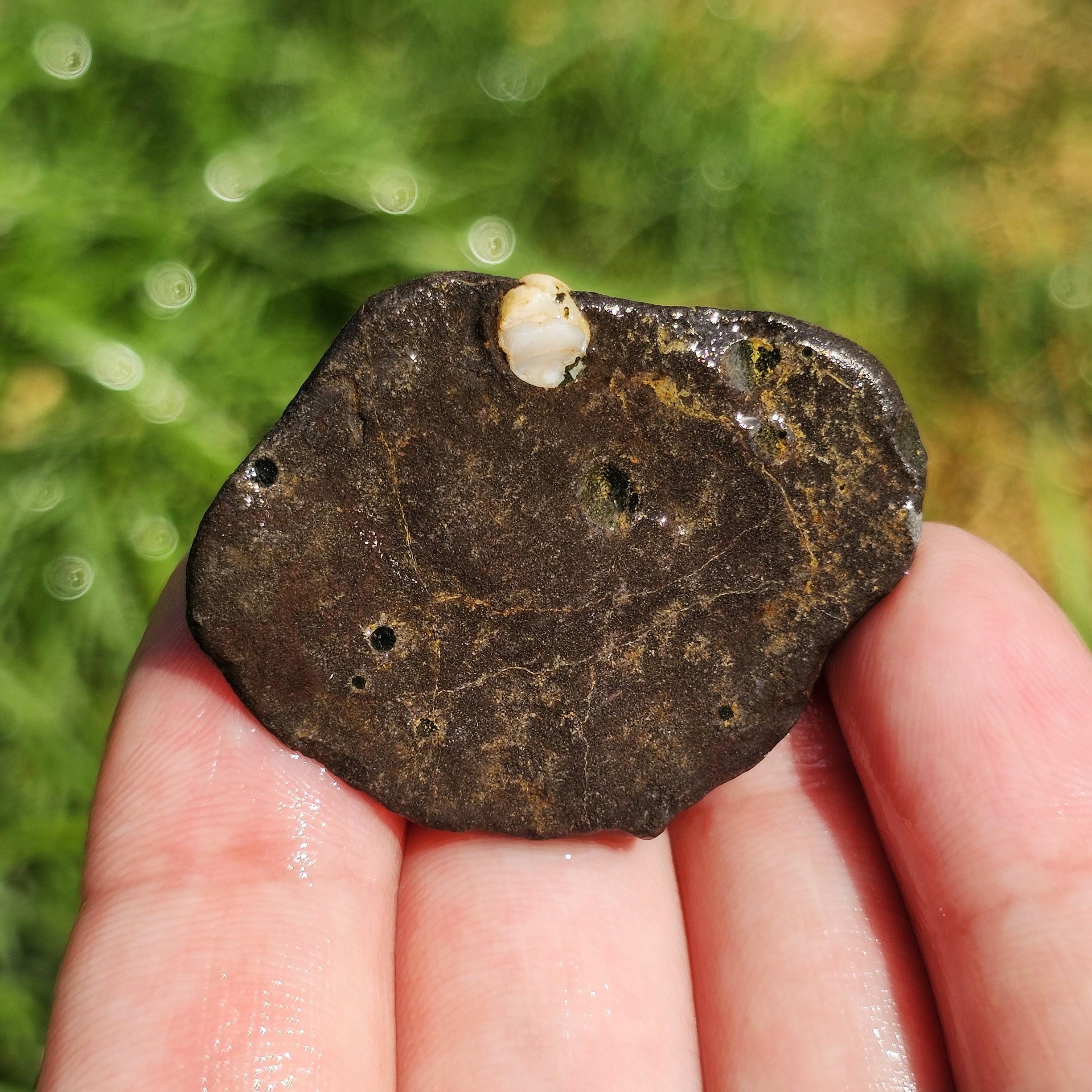 アミグダロイド玄武岩、緑簾石、緑泥石、玉髄アミグダル球