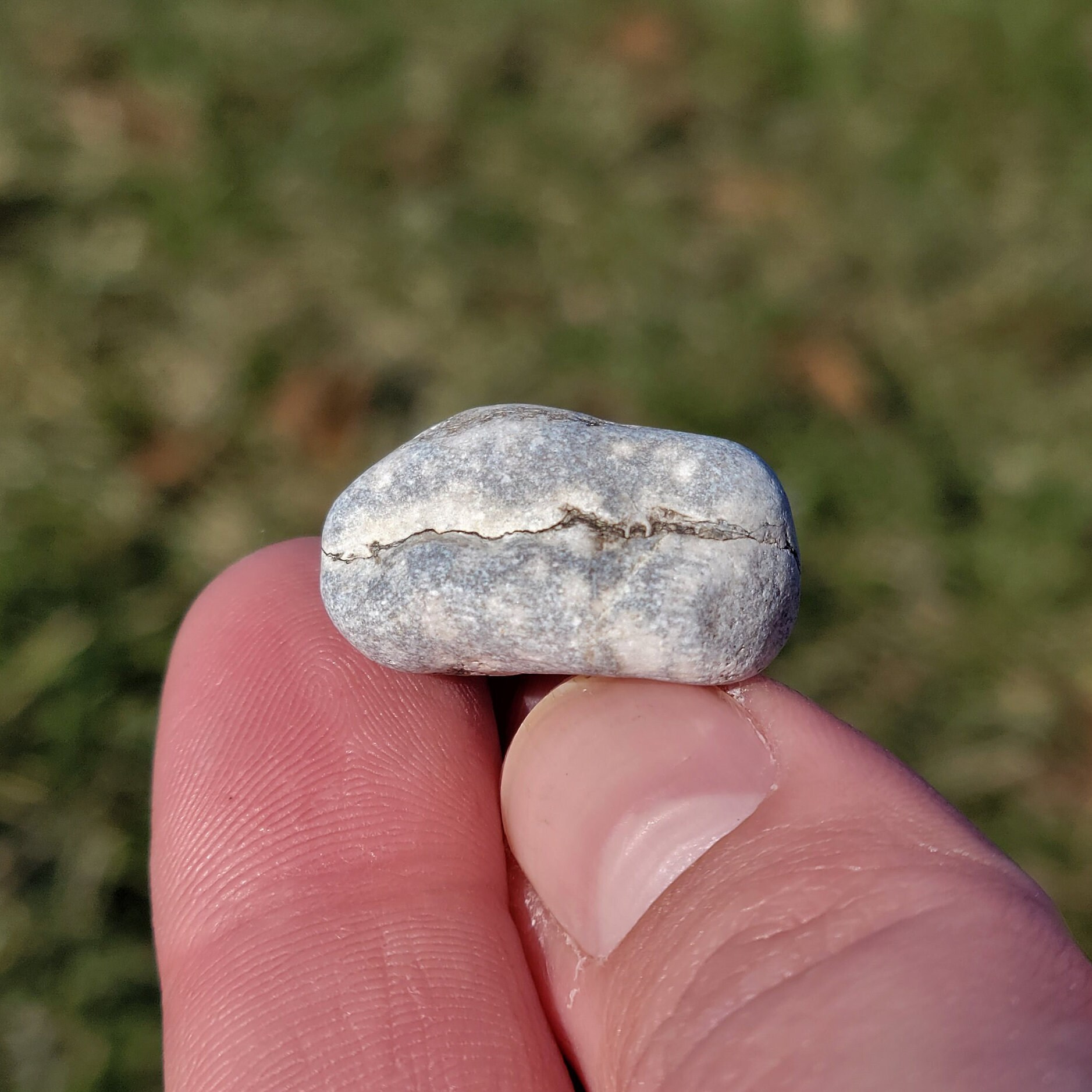 コンパクト化石石灰岩、ルゴサ角サンゴ2個、枝分かれしたクラドポーラ