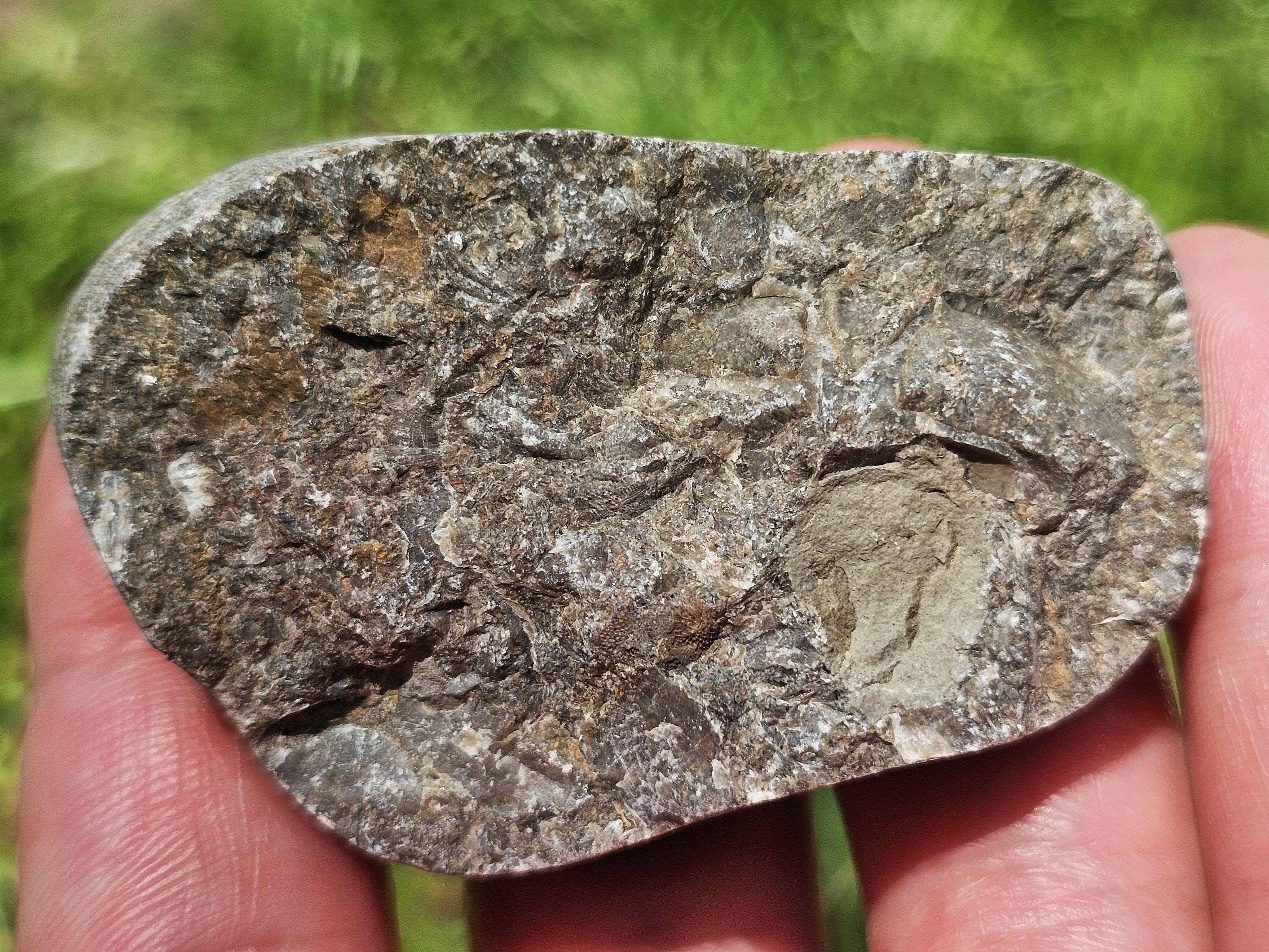 Michigan Rocks Fossils Shell Fish Clam Fossils, Lustrous Shells, Crinoid Fossils, Packstone, Fluorescent ...