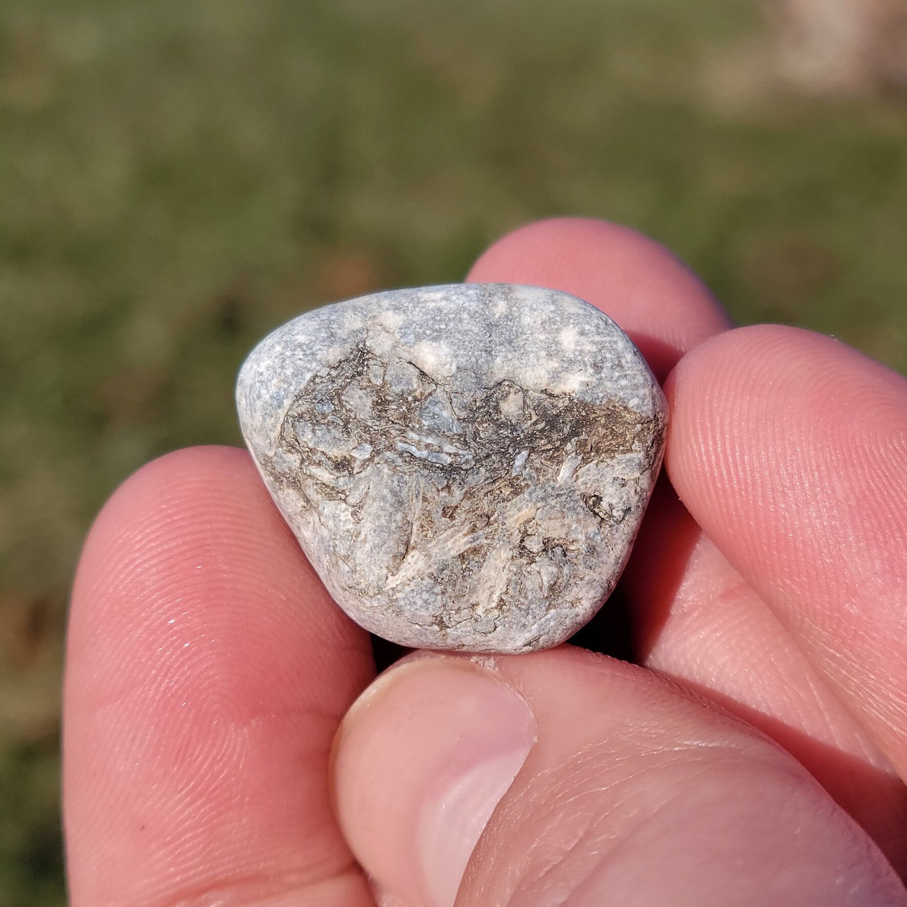 コンパクト化石石灰岩、ルゴサ角サンゴ2個、枝分かれしたクラドポーラ