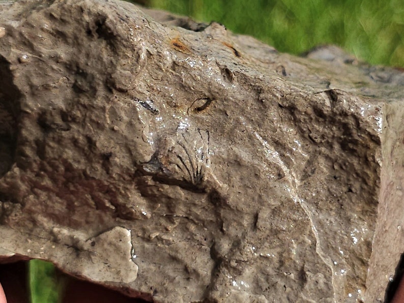 Brachiopod Fossils, Devonian Limestone, Well-preserved Detail W Mother ...