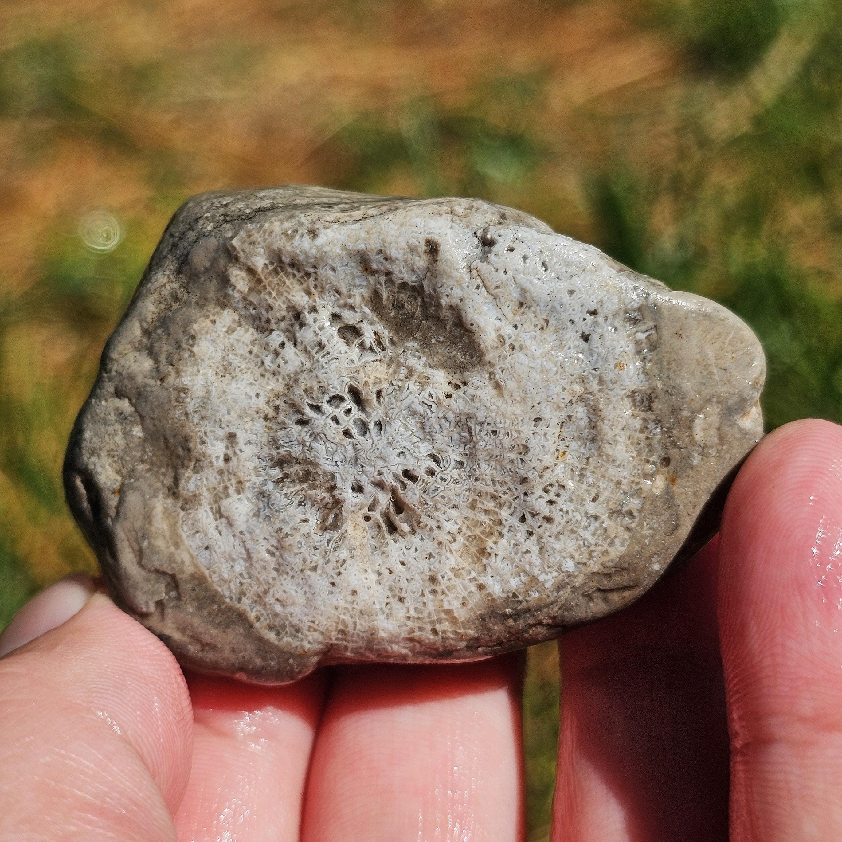 ルゴサ角サンゴ化石、ウミユリ石灰岩、平らなサンゴ石灰岩スラブ、蛍光