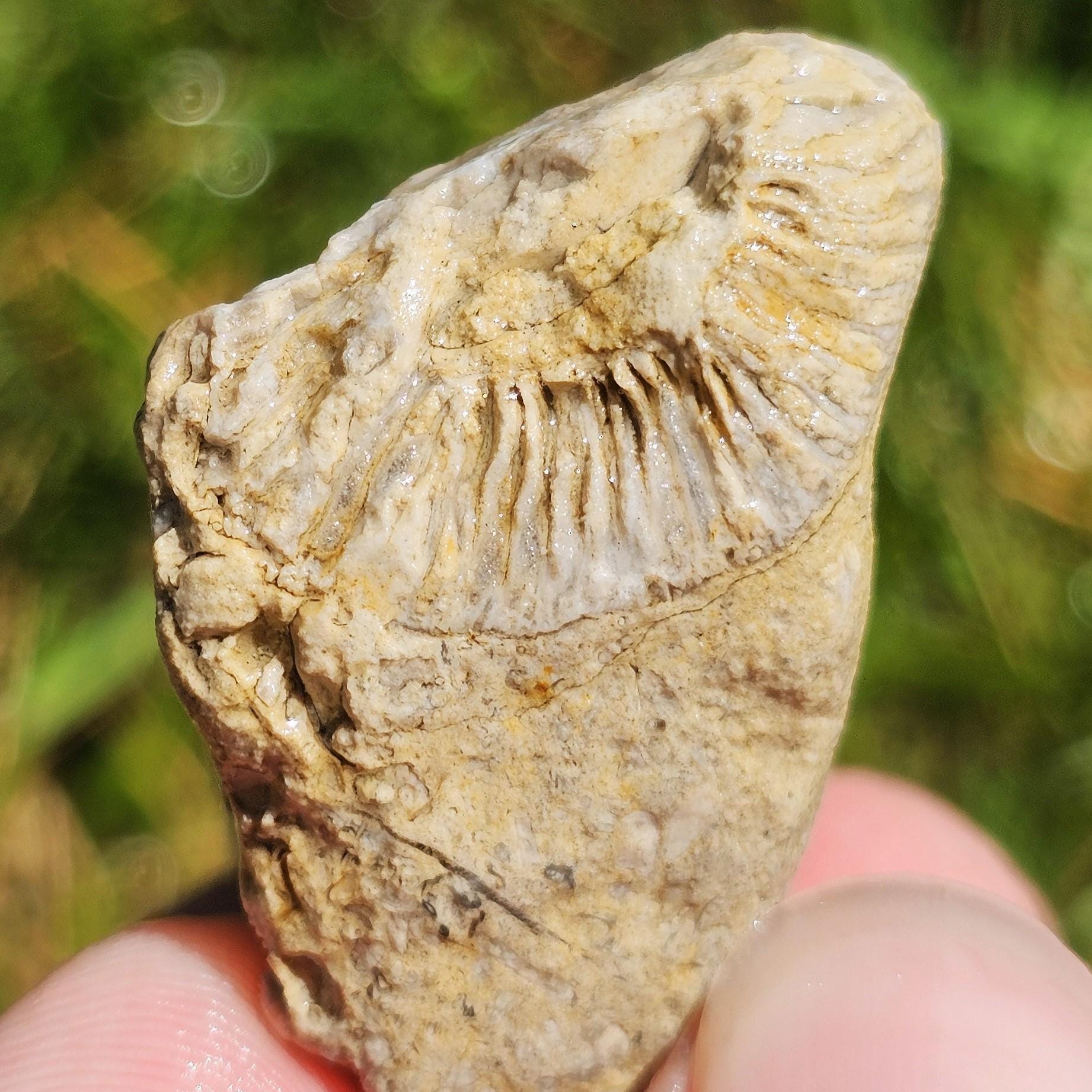 Silicified Rugosa Horn Coral Fossil, Brachiopods, Crinoidal