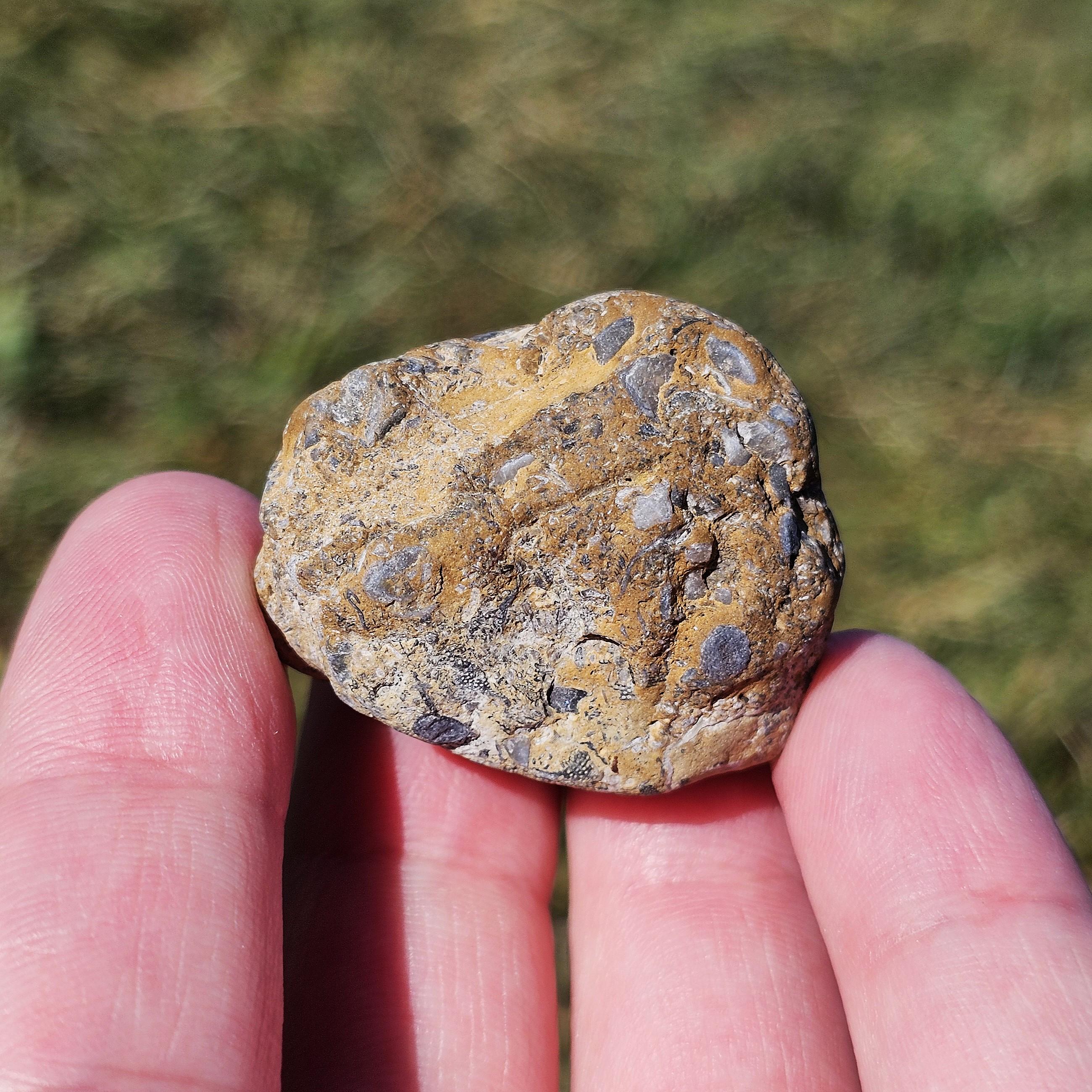 Michigan Rocks Fossils Shell Fish Abundant Brachiopod Shell Fossils, Crinoidal Limestone, Packstone ...
