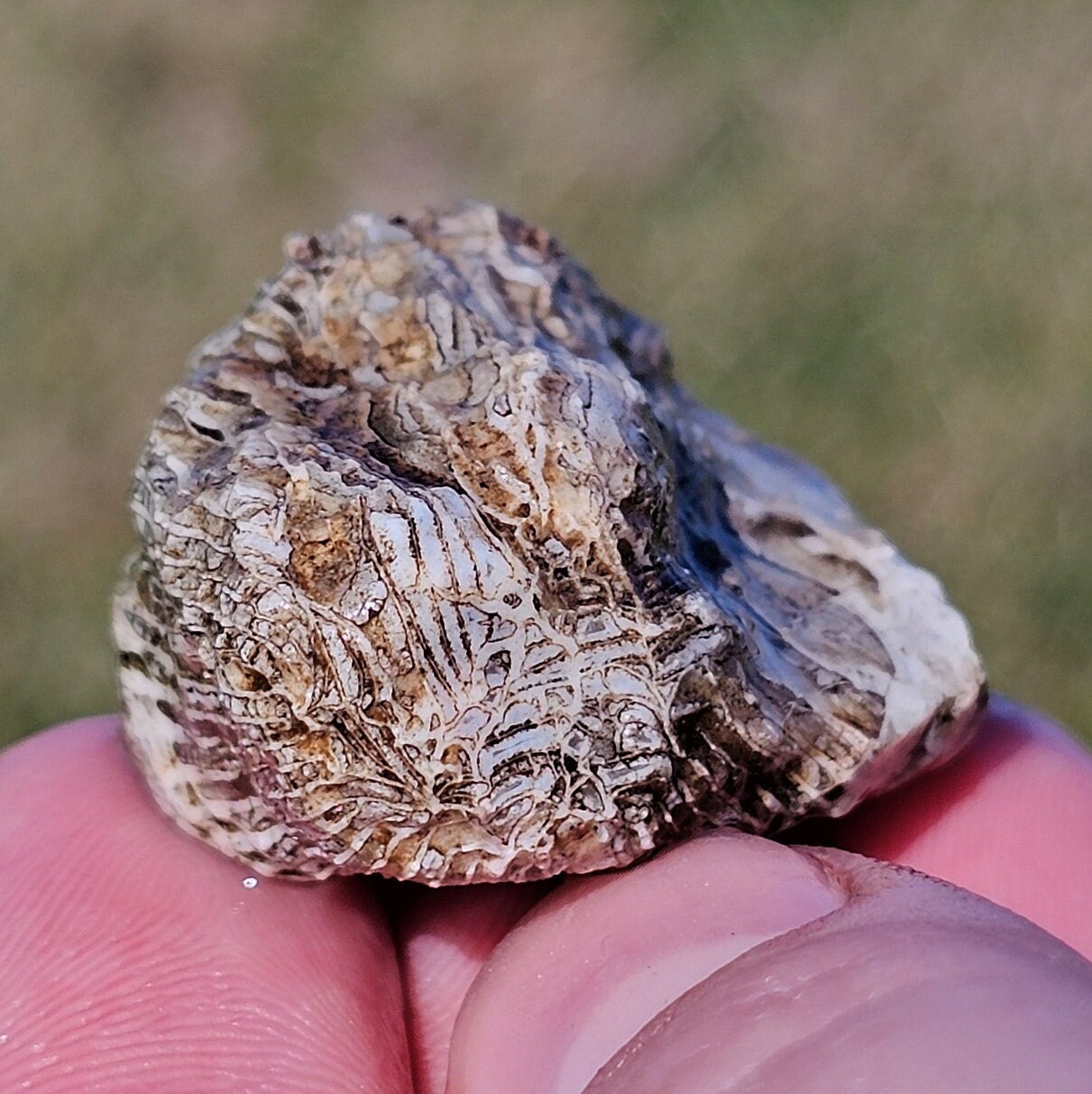 珪化ルゴサ角サンゴ化石、サンゴ断面化石、リモナイト酸化、ミシガン