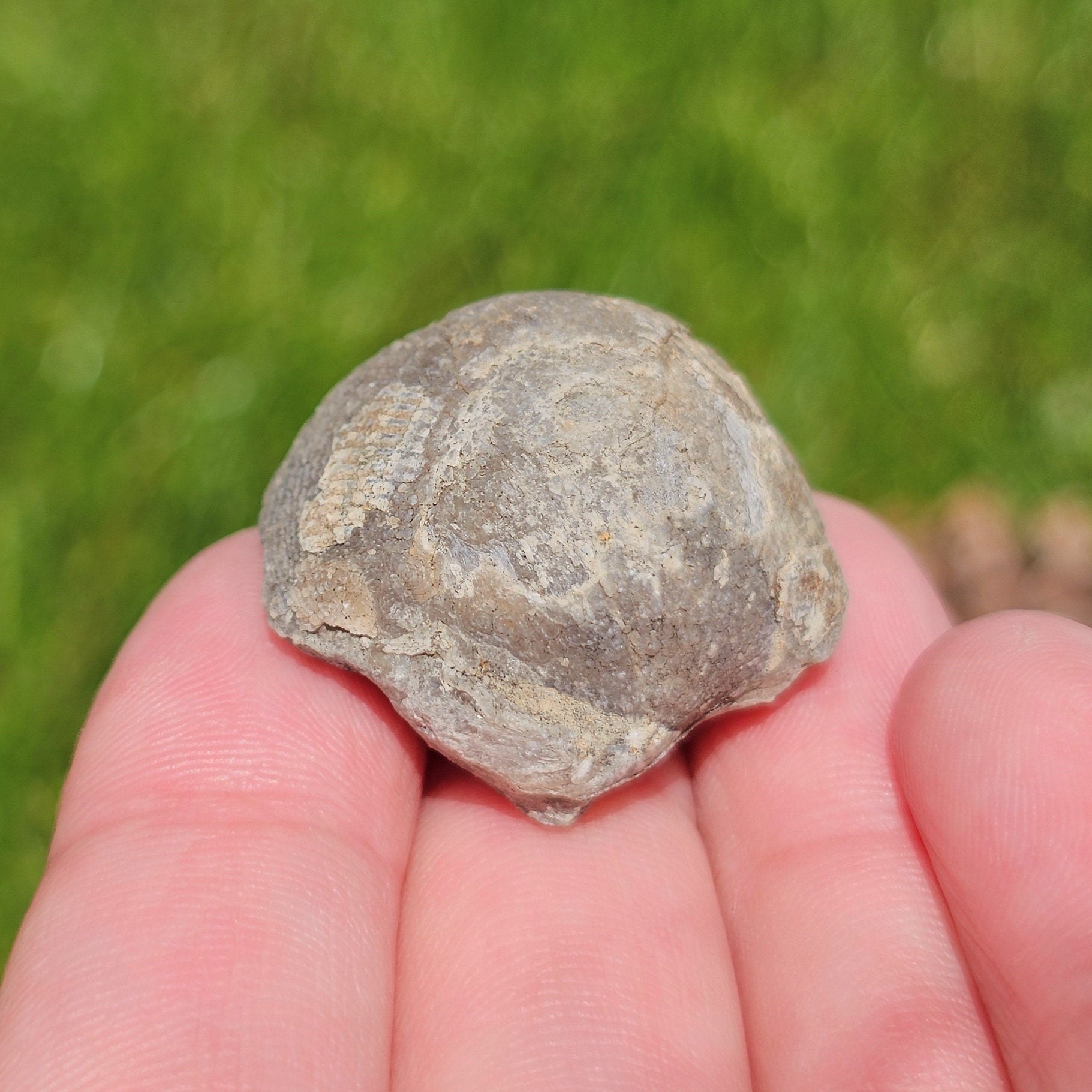Brachiopod Fossil, Devonian Limestone, Full of Calcite, Lustrous Shell ...
