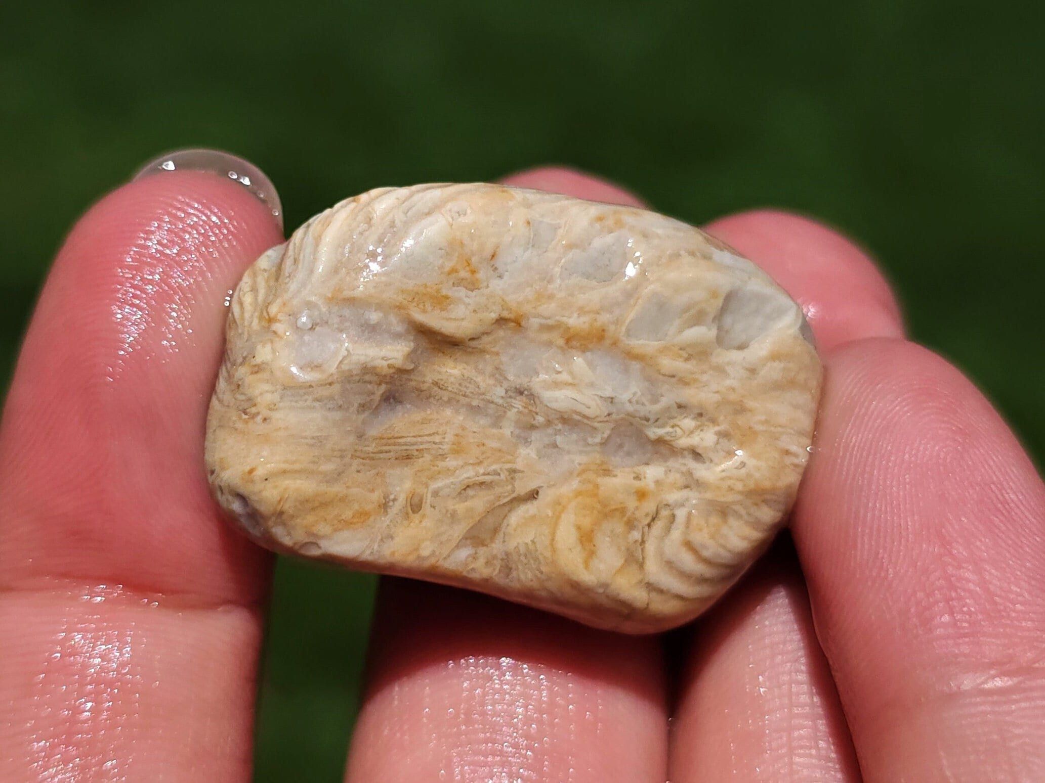 Silicified Rugosa Horn Coral Fossil, Chalcedony, Limonite Stains